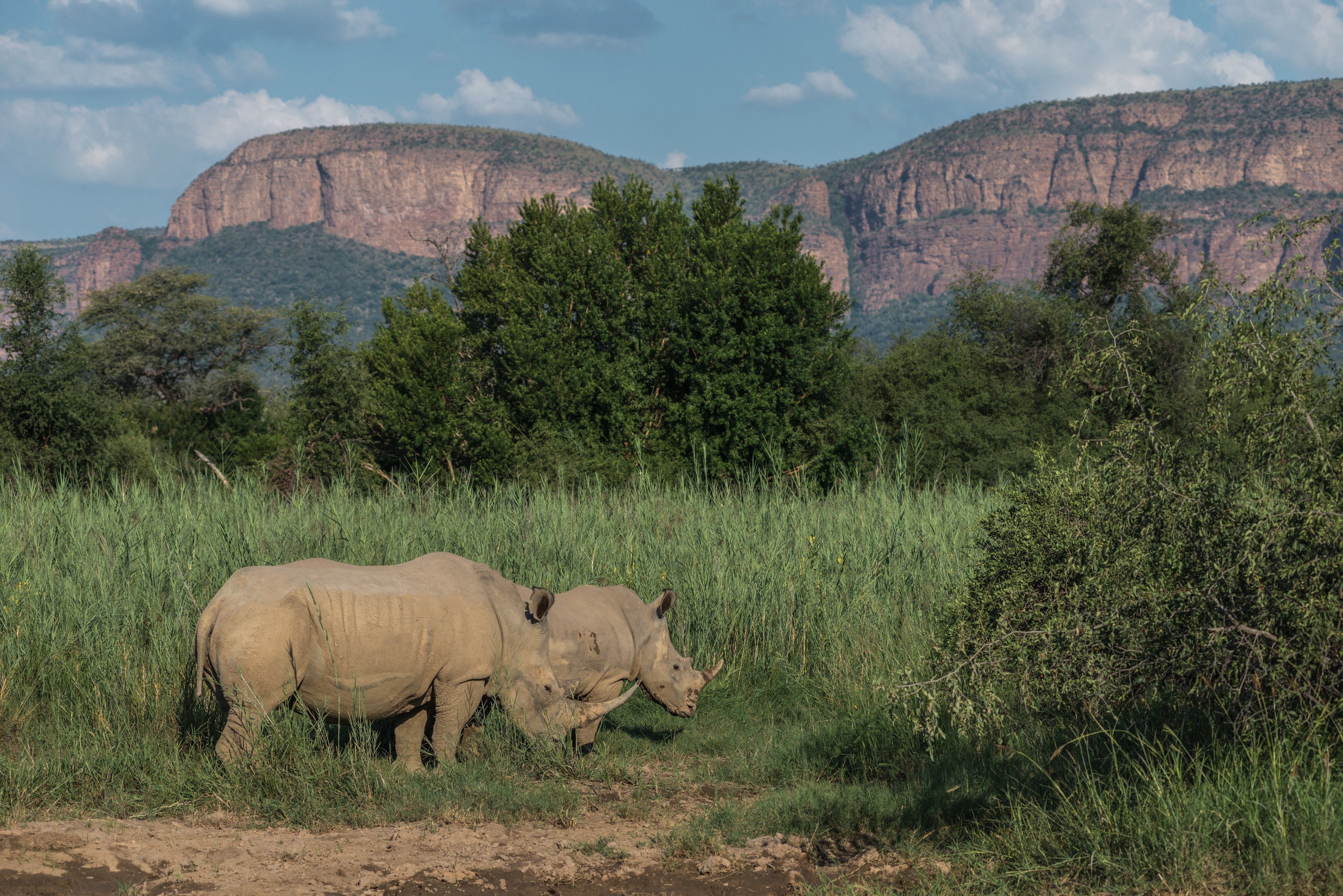 ZA - Marataba Safari Lodge - Rhinos.jpg