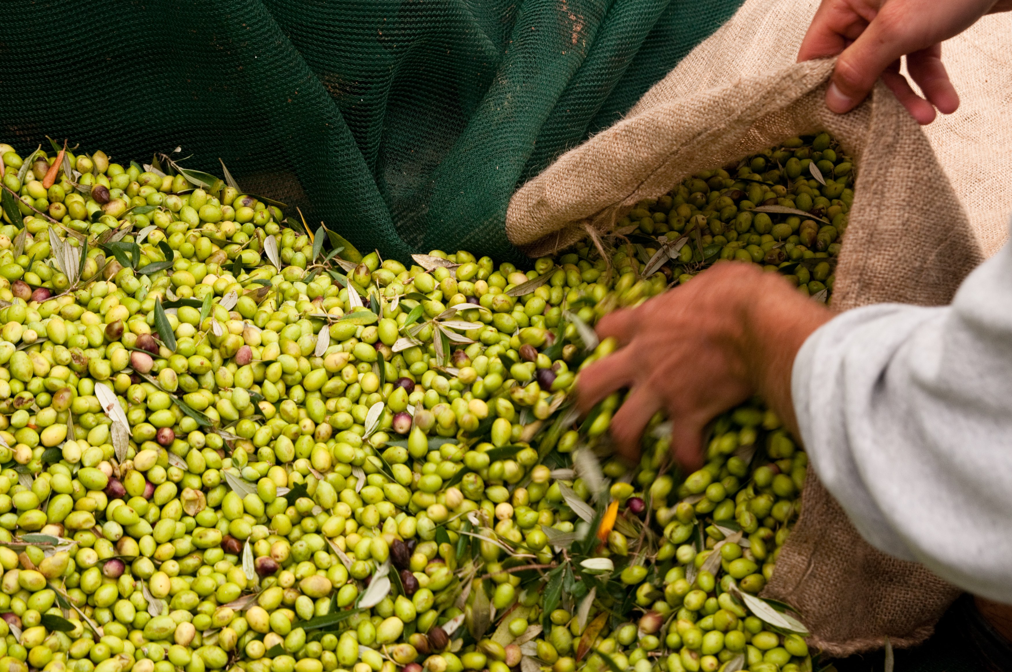 GR - Peloponnesos - Costa Navarino - Olive Harvesting (2).jpg