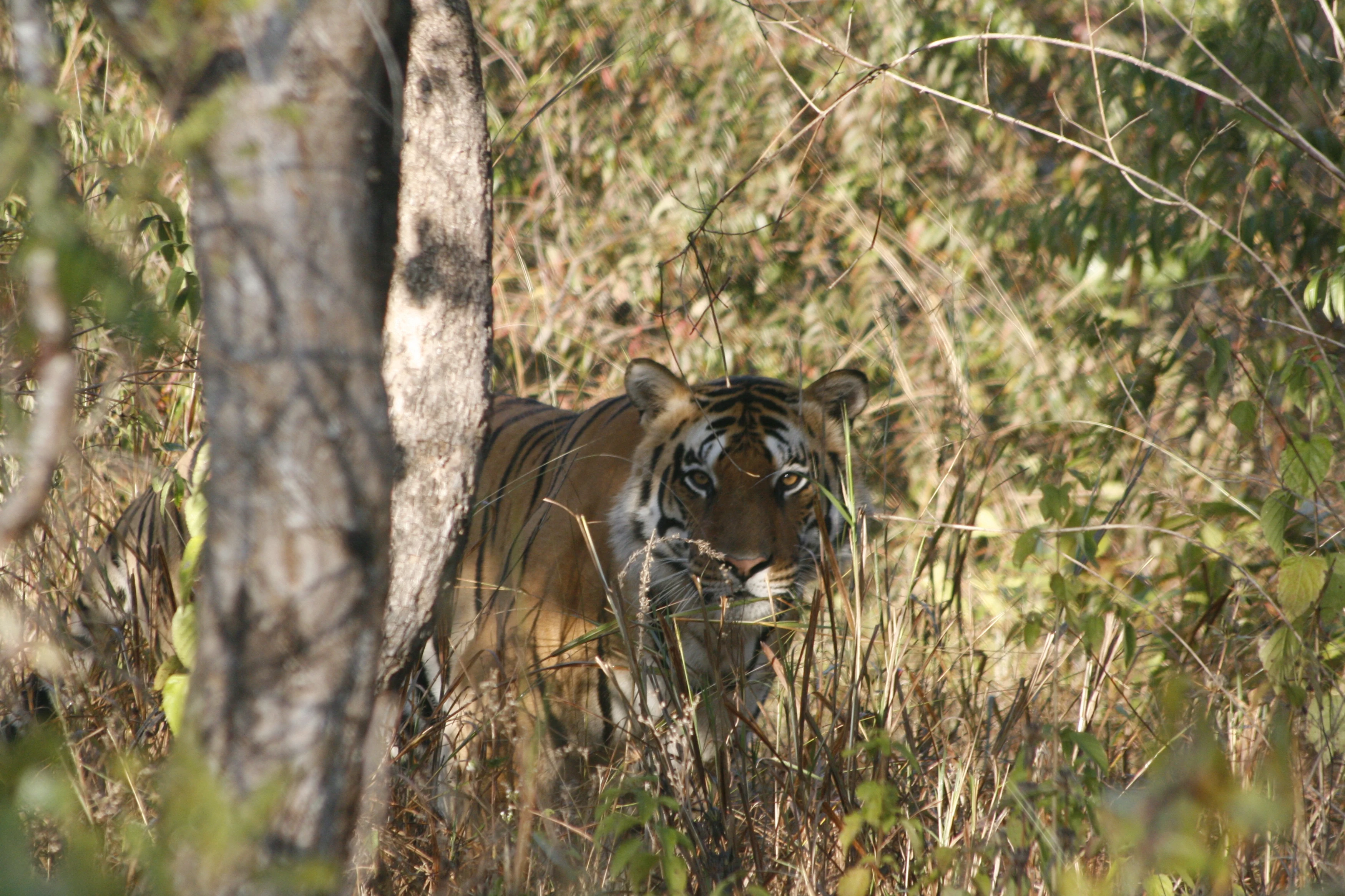IN-accommodatie-Flame-of-the-Forest-sarhi-male.webp