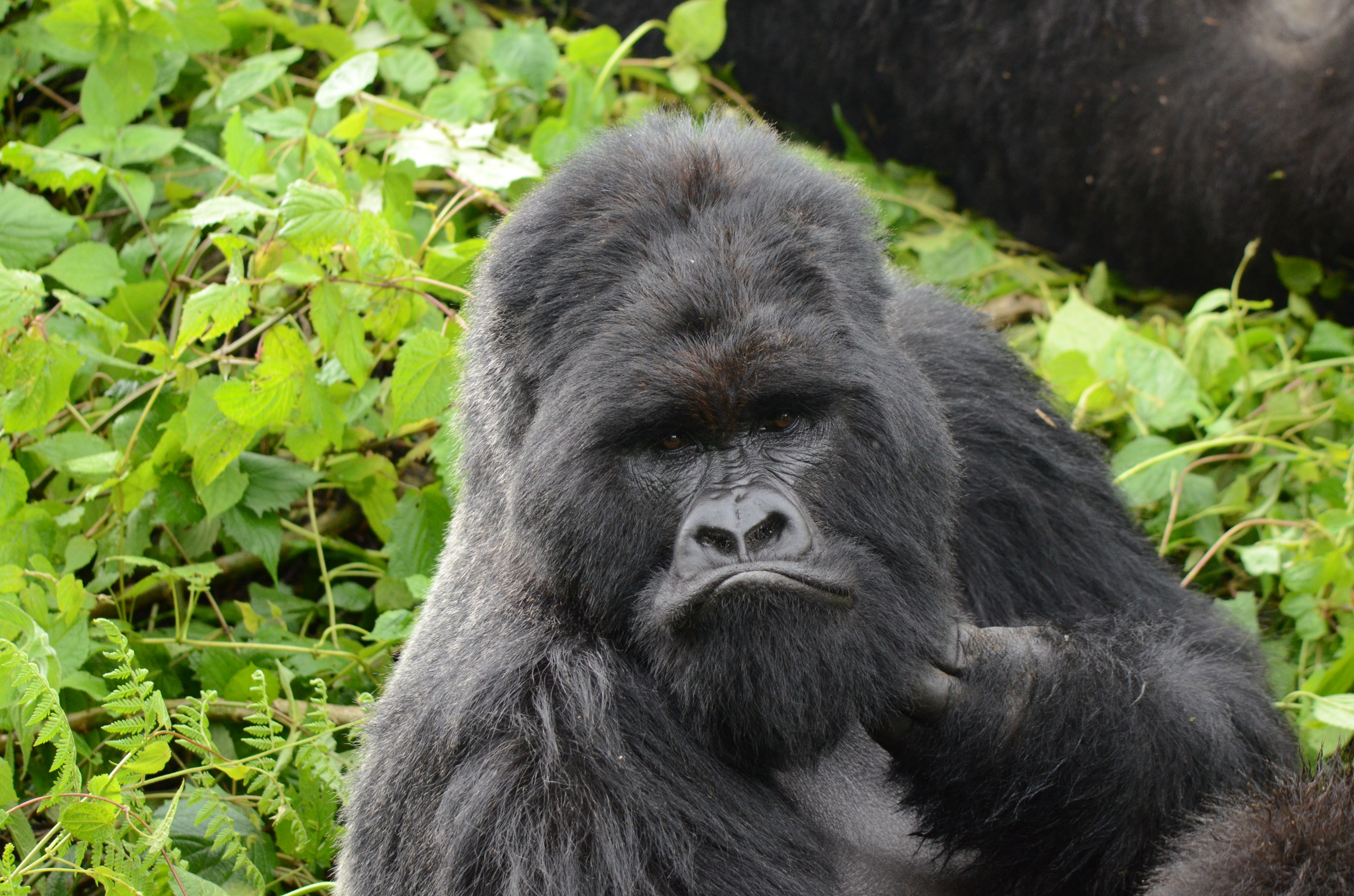 RW-Excursie-gorillatrekking.JPG
