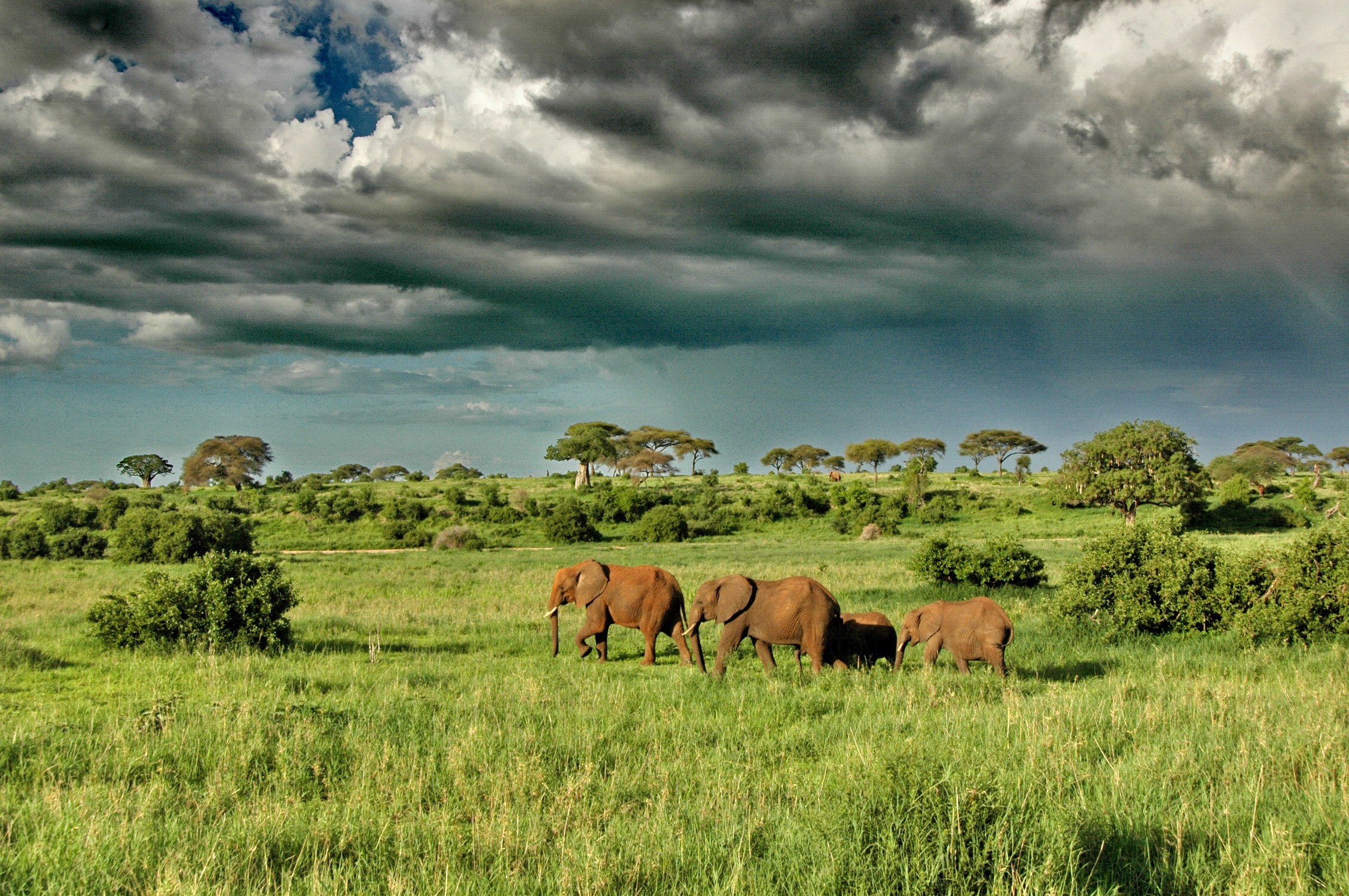 TZ - Tarangire - elephants-1.jpg