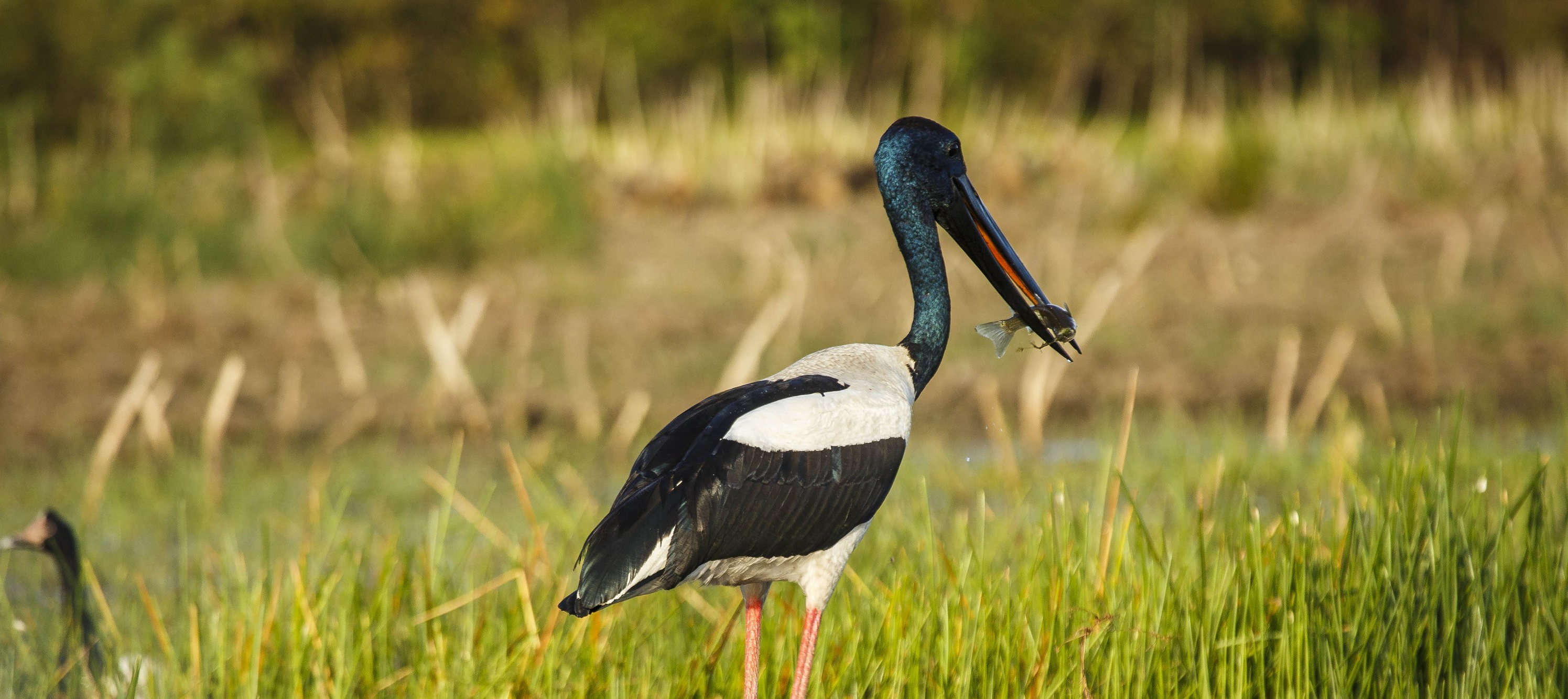 AU - Bamurru Plains - Bird.jpg
