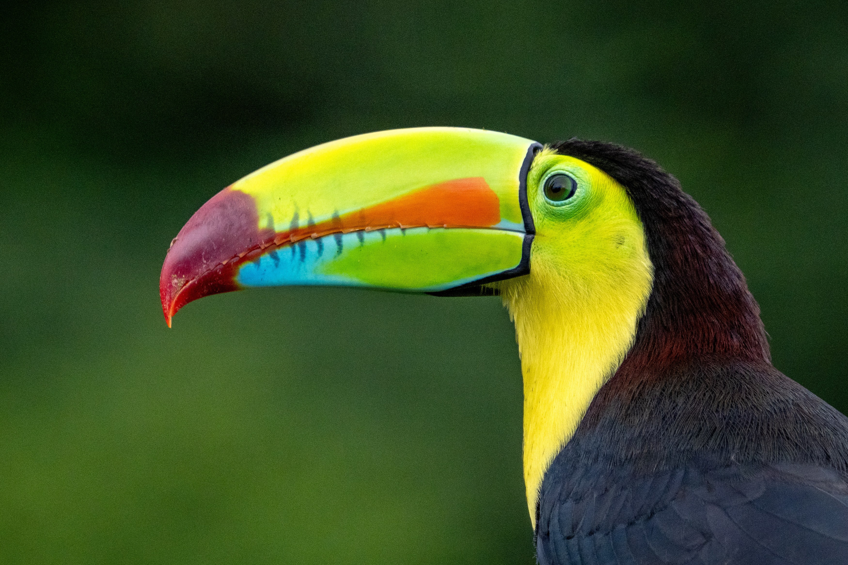 hbieser-costa-rica-9341383.jpg