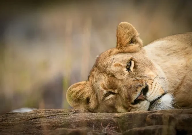 ZA-Sabi Sabi Earth Lodge-lion.webp