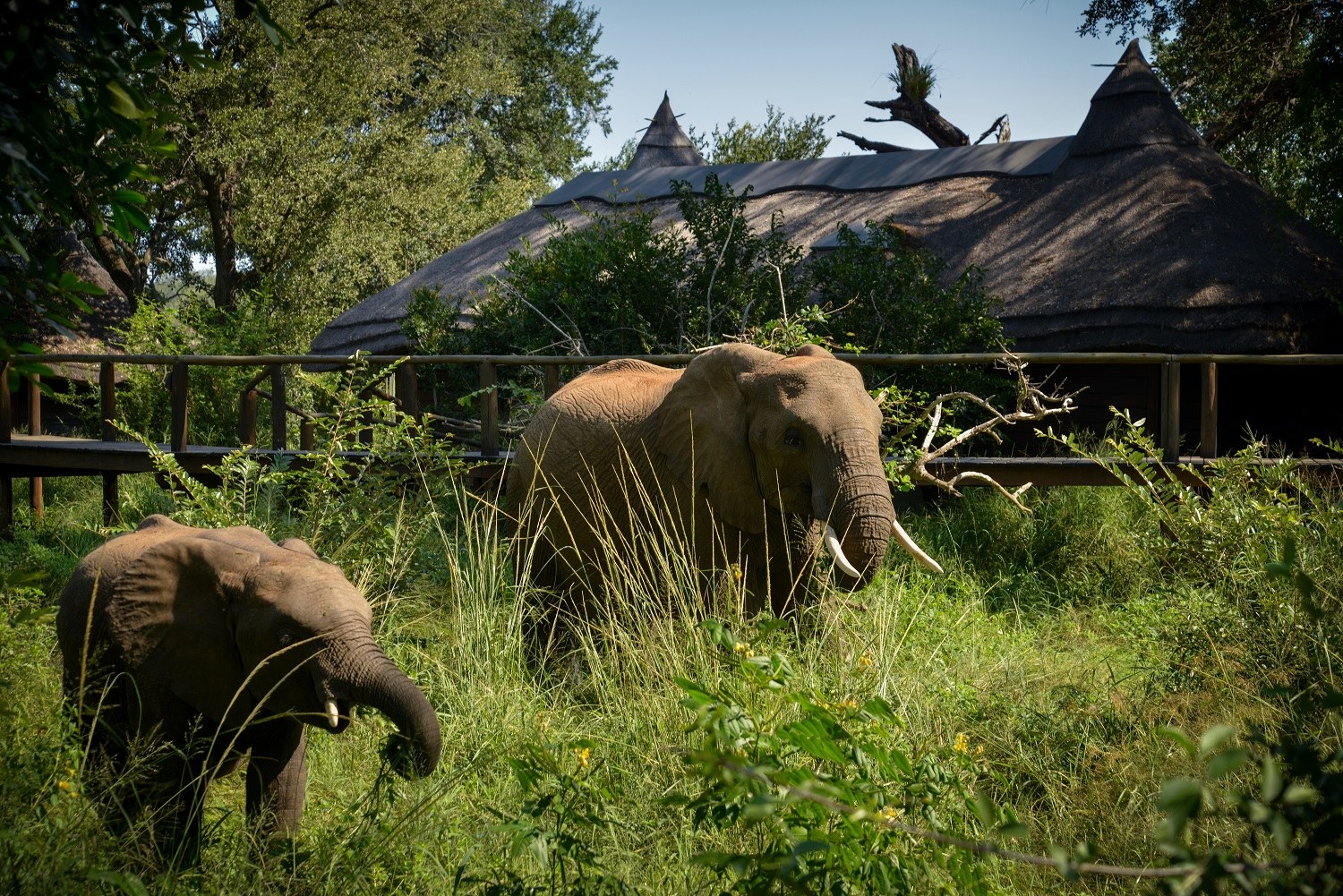 ZA-Lion Sands Narina Lodge-elephants at lodge.jpg