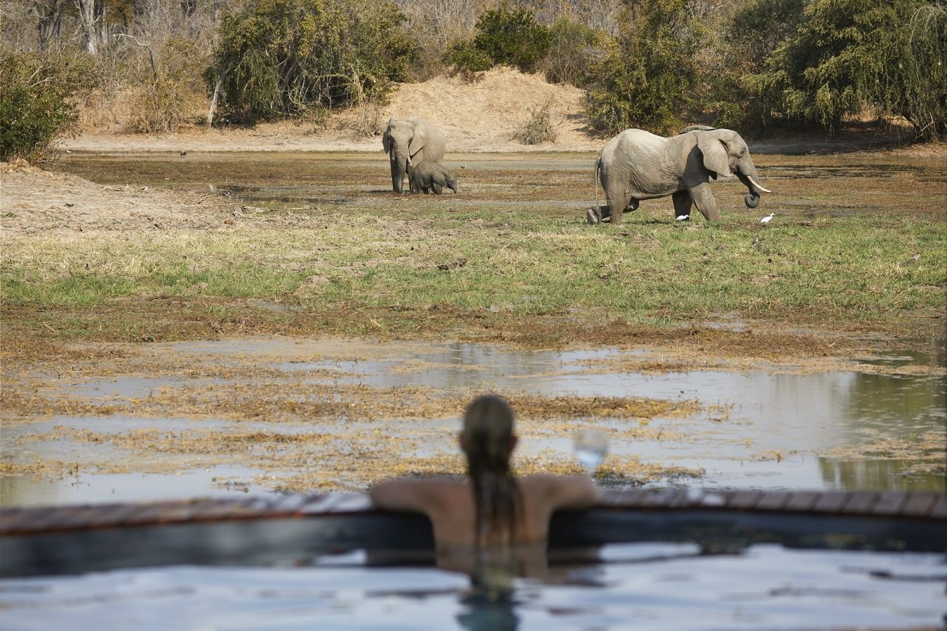 Za-Molori-Pool Elephants.jpg