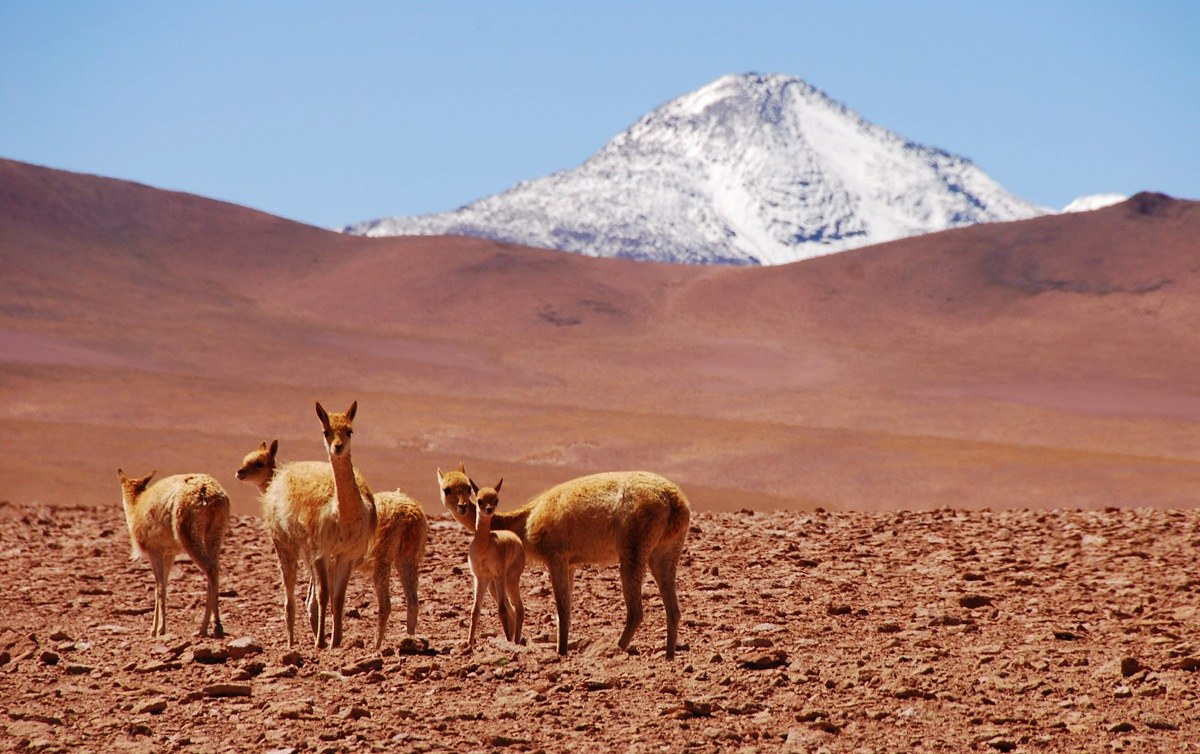 CL_-_Atacama_-_fauna.jpg