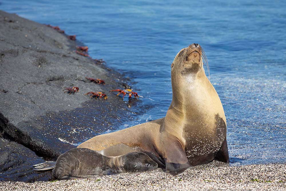 EC-Tour-Aqua-Mare-Sealion-day-5-compressed.jpg