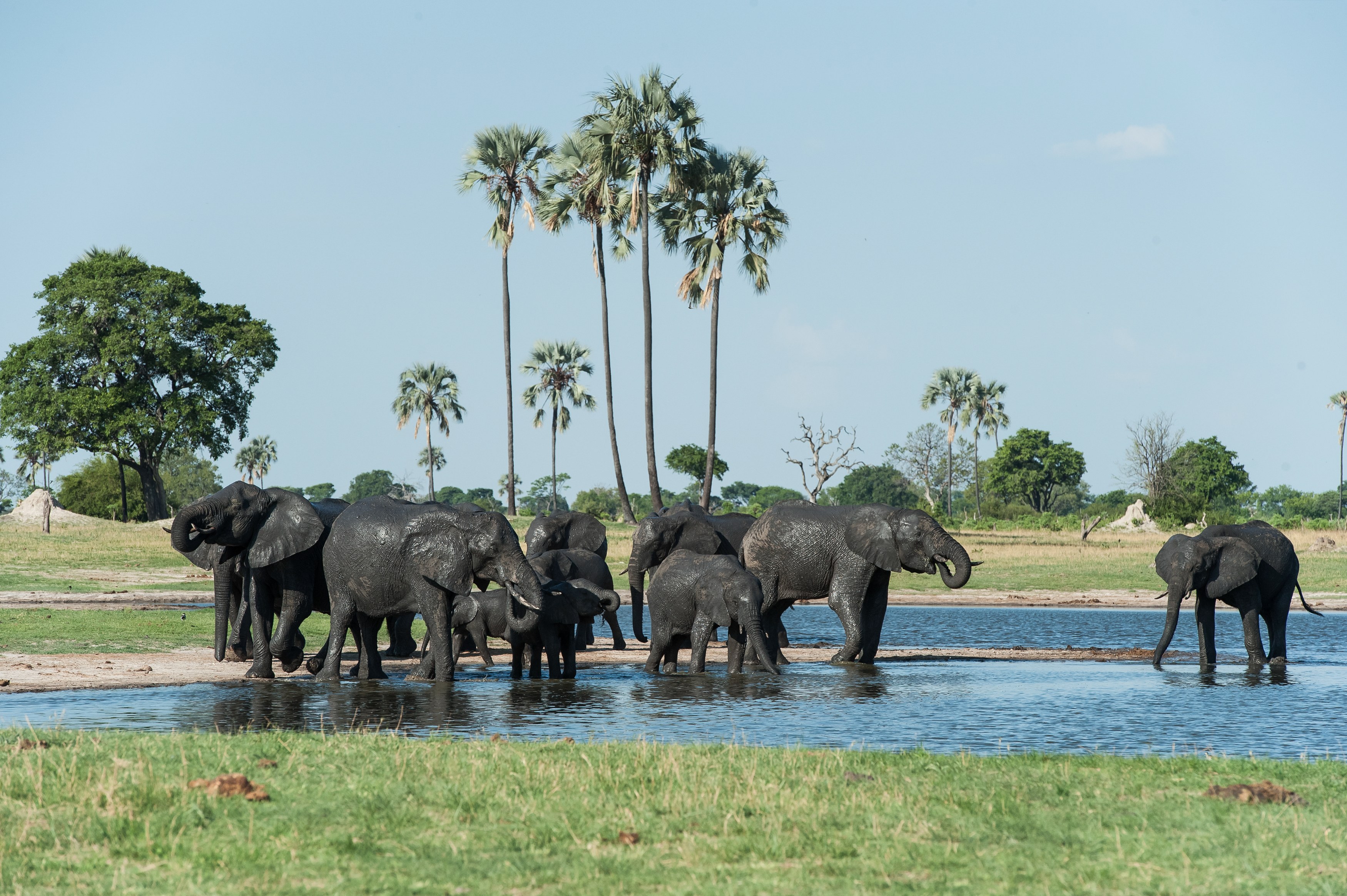 ZW - Hwange - Elephants-1.jpg
