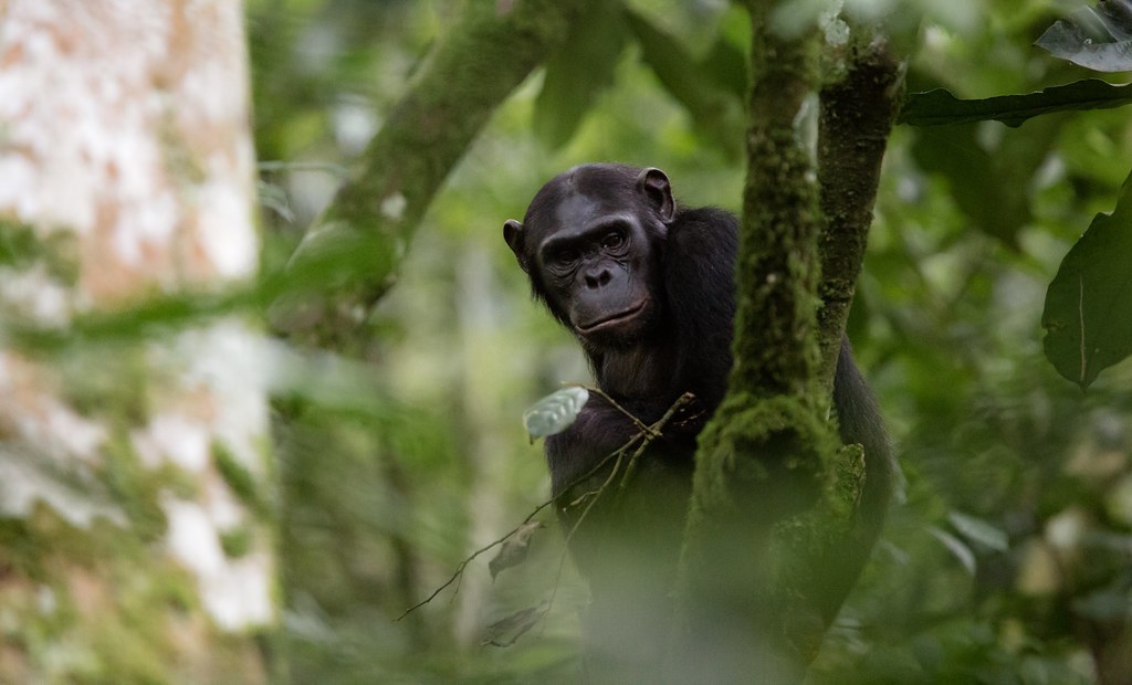 RW - Chimpansee.jpg