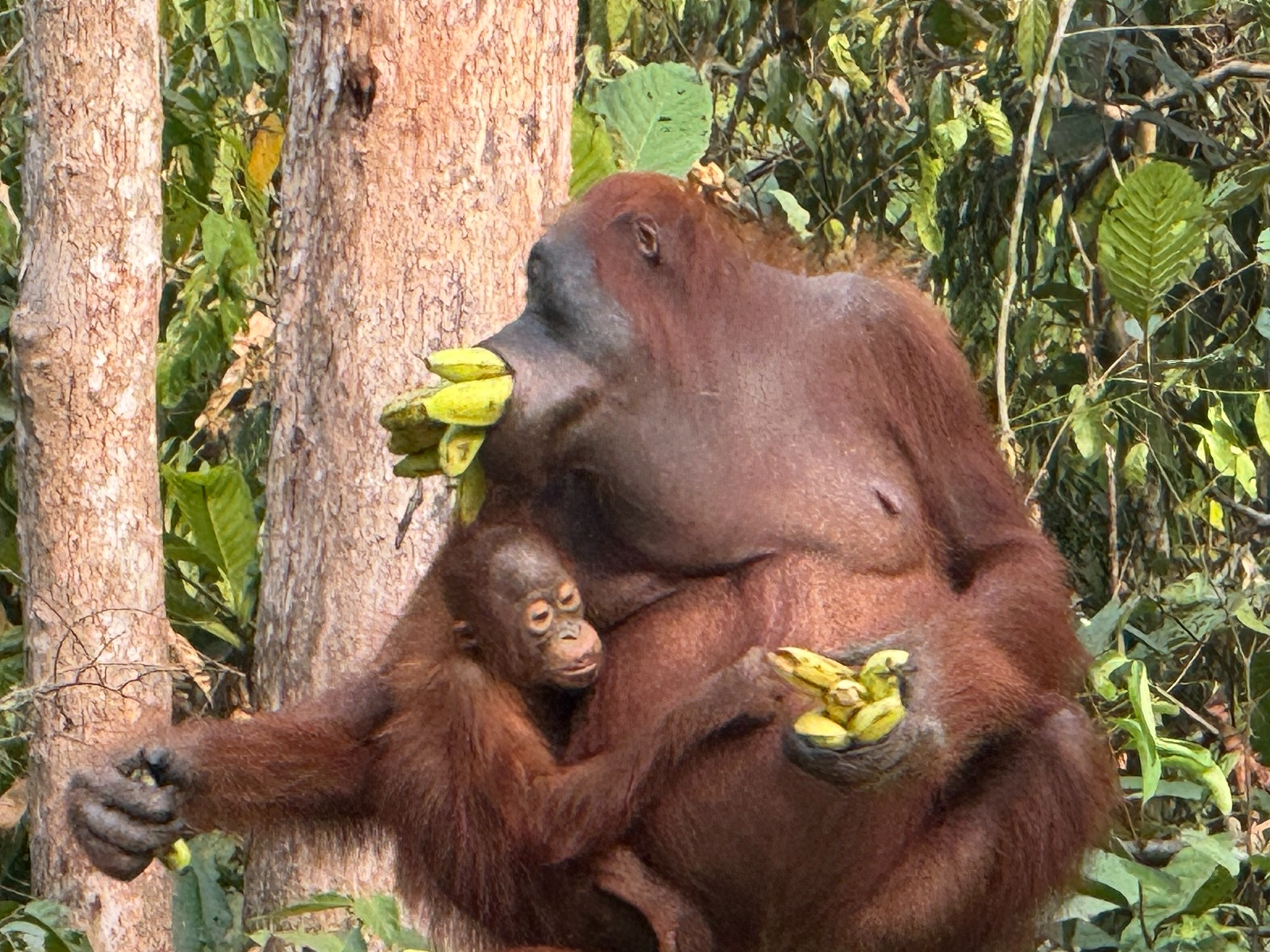ID-Annelies-Vakantie-2026-TanjungPuting-OrangUtanBananen.jpg
