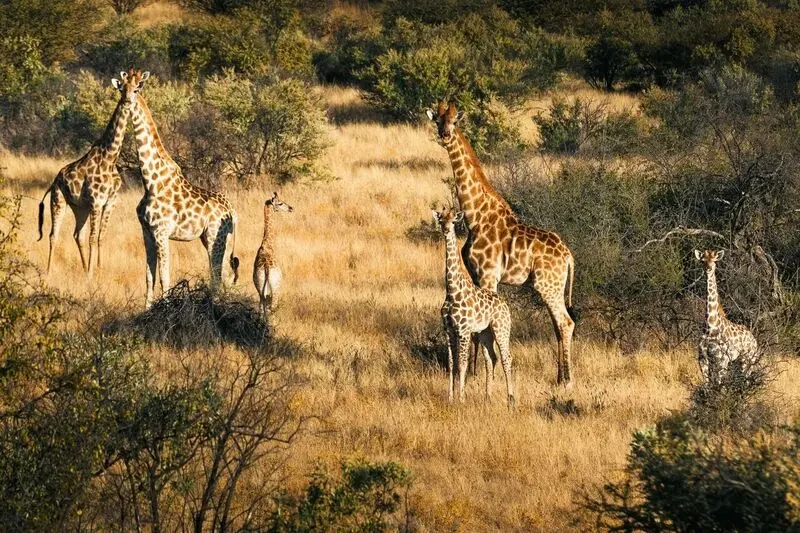 NA-Omaanda-giraffes.webp