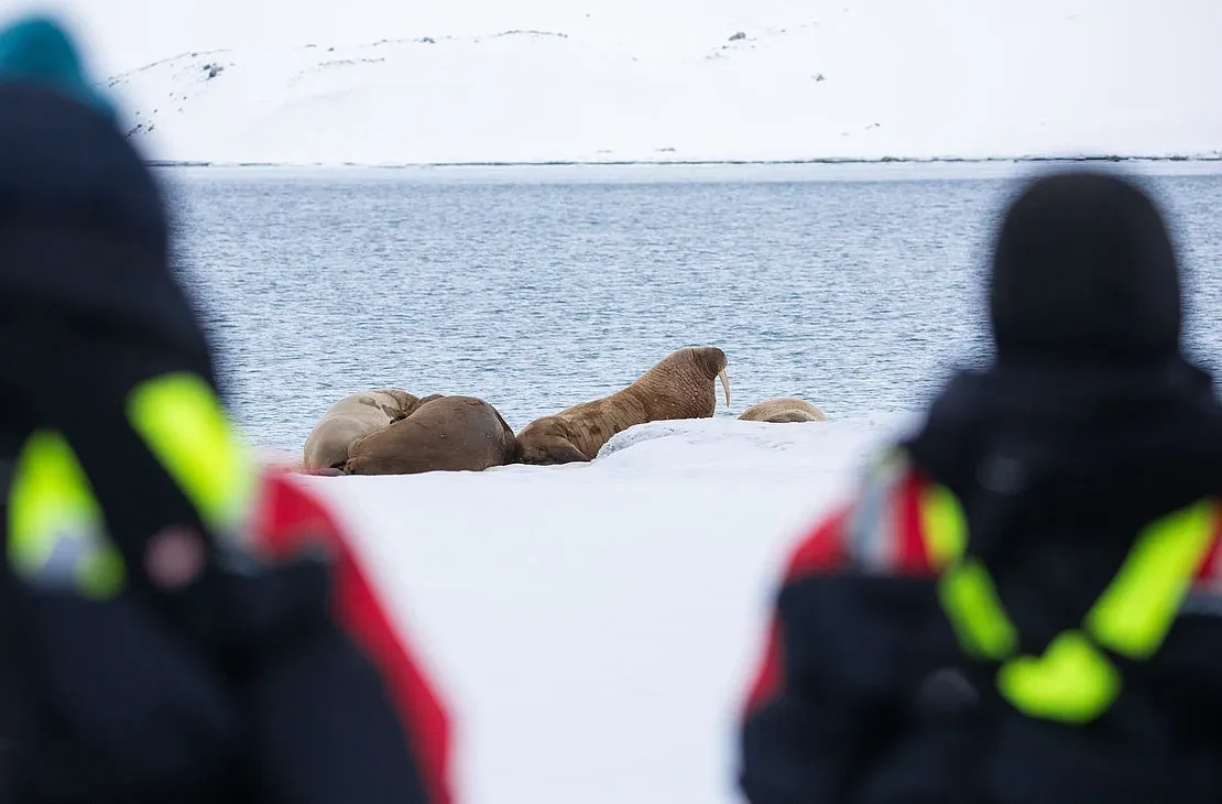 csm_Walrus_Landing_Sighting.webp