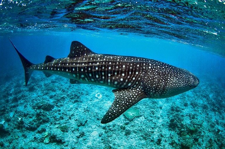 MV-Accommodatie-Conrad-Maldives-Rangali-Island-Diving-Whale-Shark.jpg