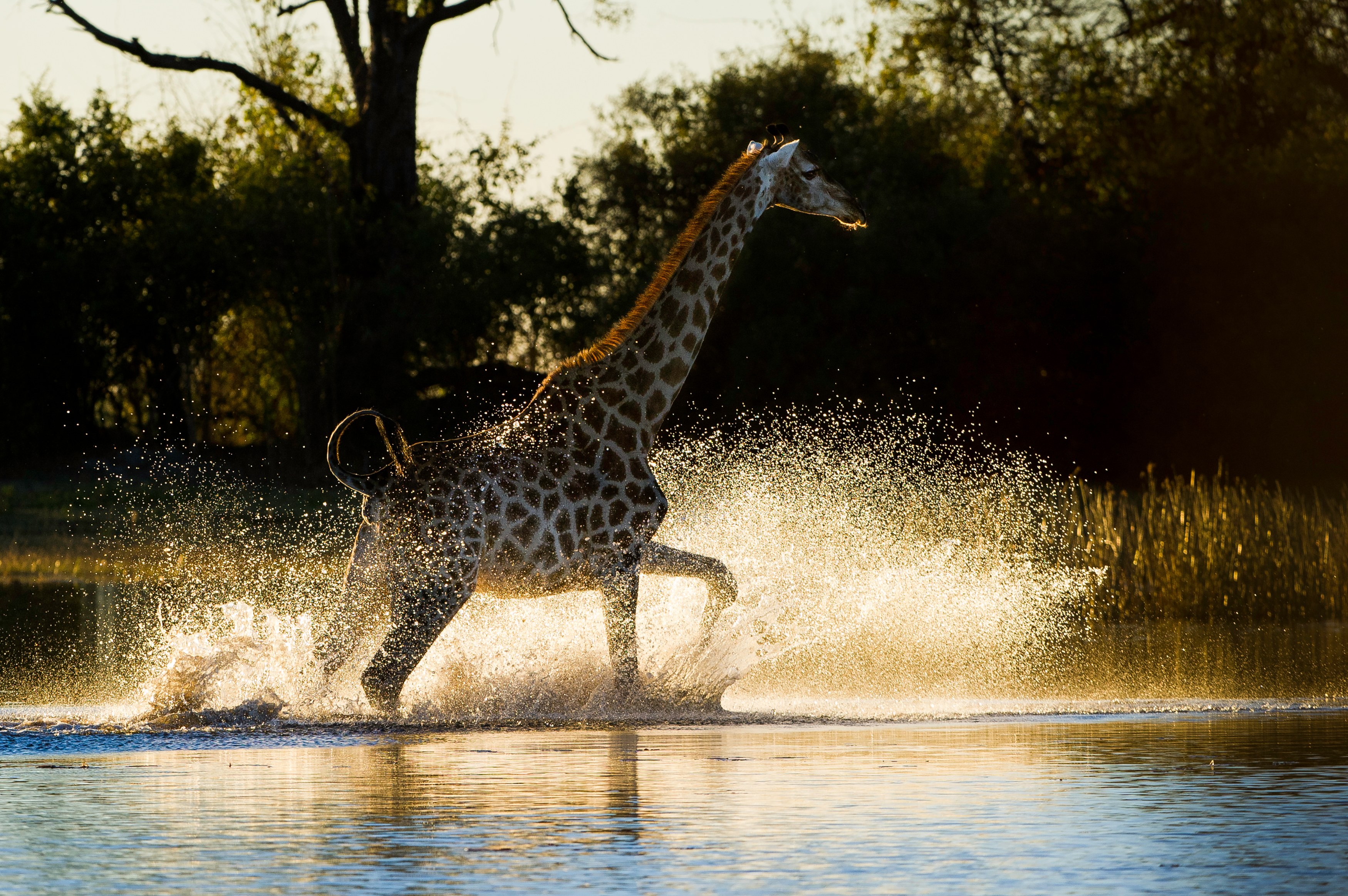 BW-Giraffe Linyanti.jpg