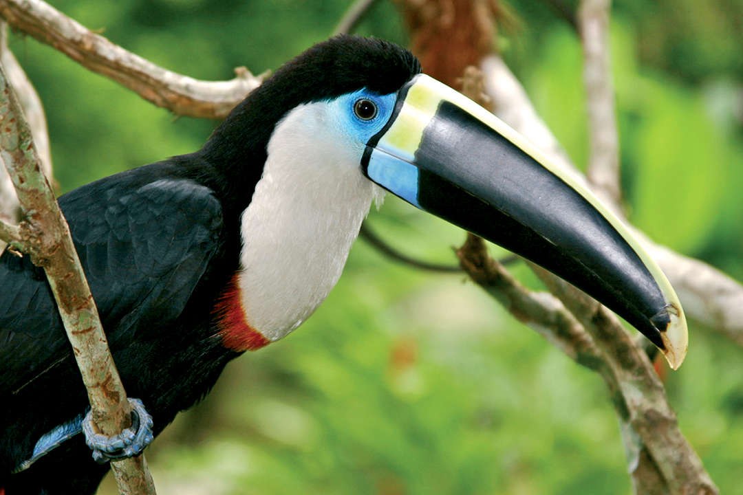 PE-Tour-Aqua-Nera-Fauna-Toekan-compressed.jpg