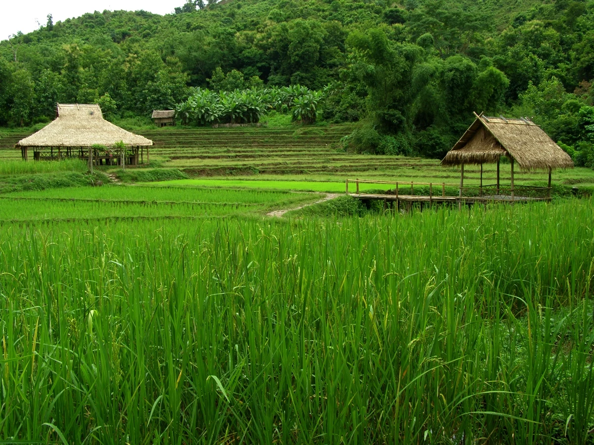 LA - Algemeen - Rice field.webp
