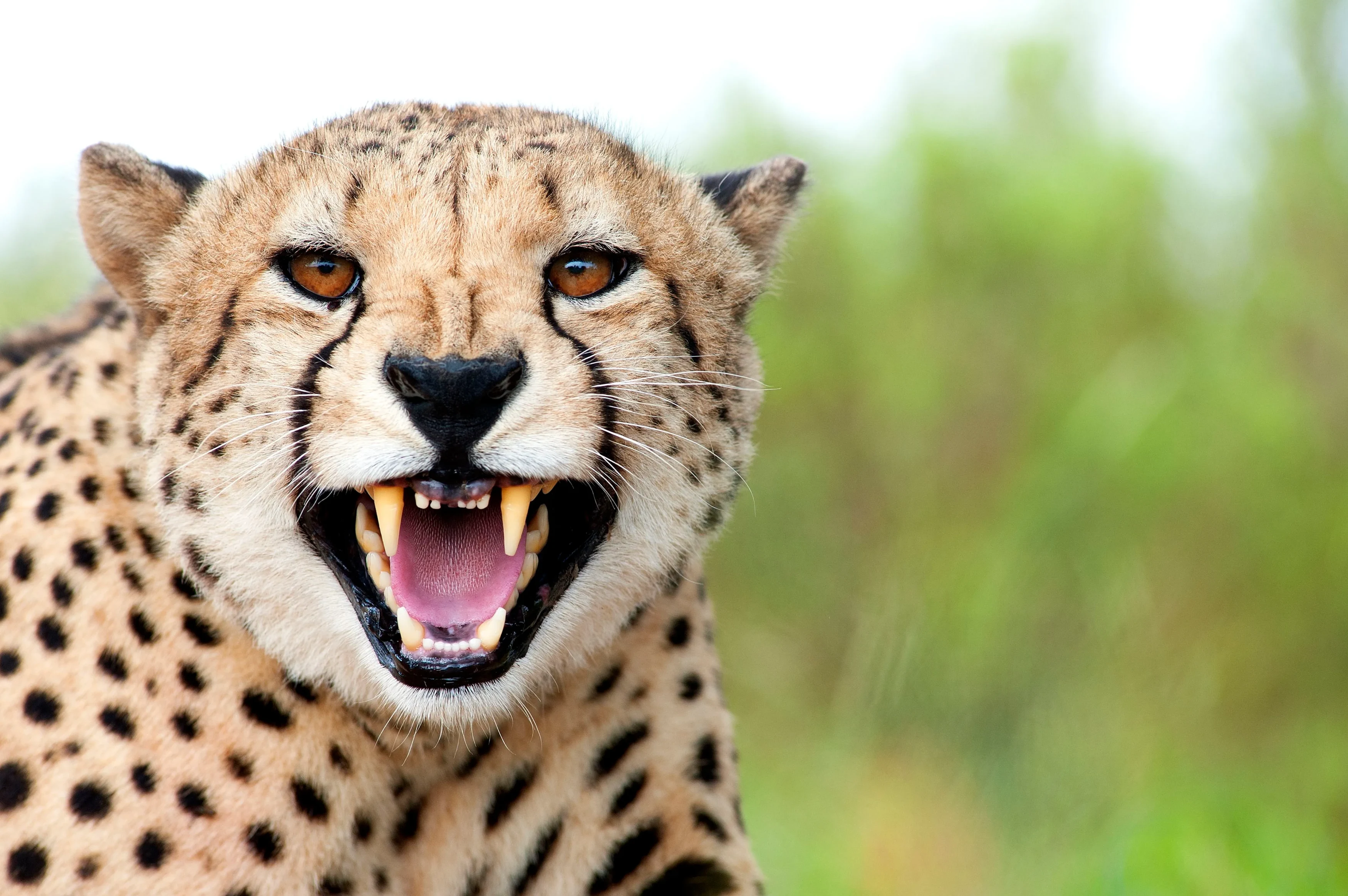 ZA-Shamwari Bayethe-Cheeta.webp