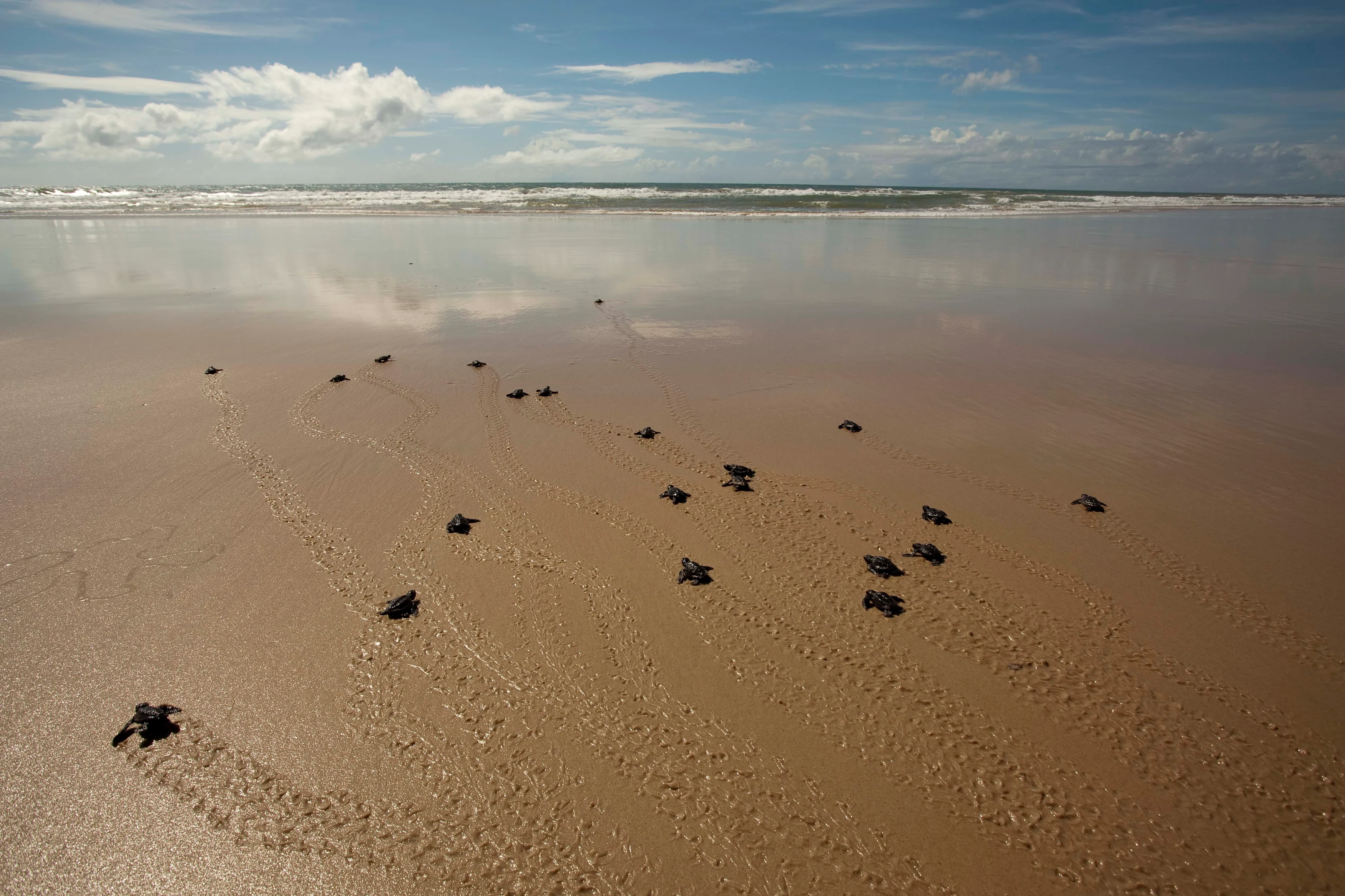 BR - Txai - soltura_tartarugas3.webp