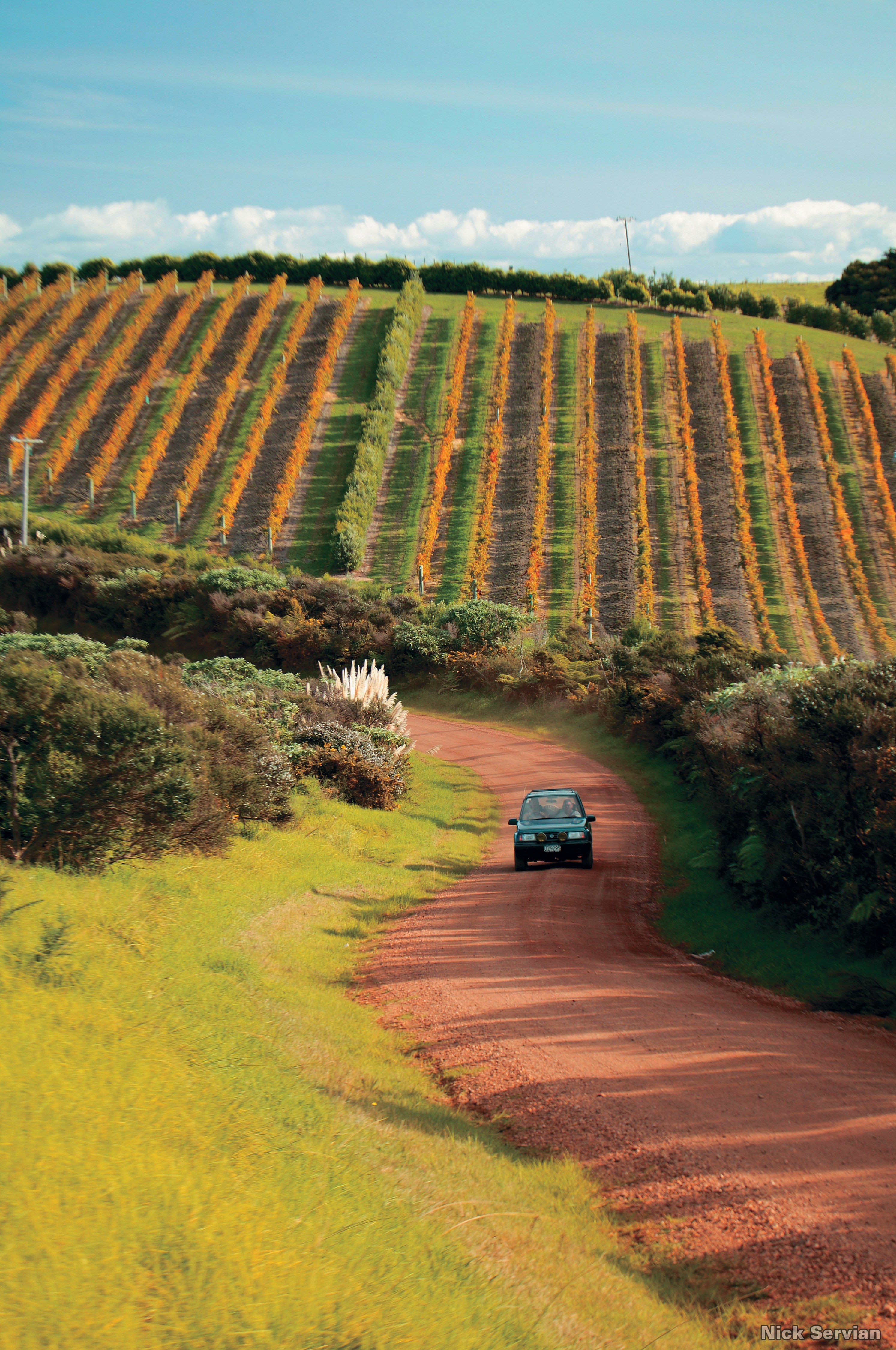 NZ - Waiheke Island - Vineyard.jpg