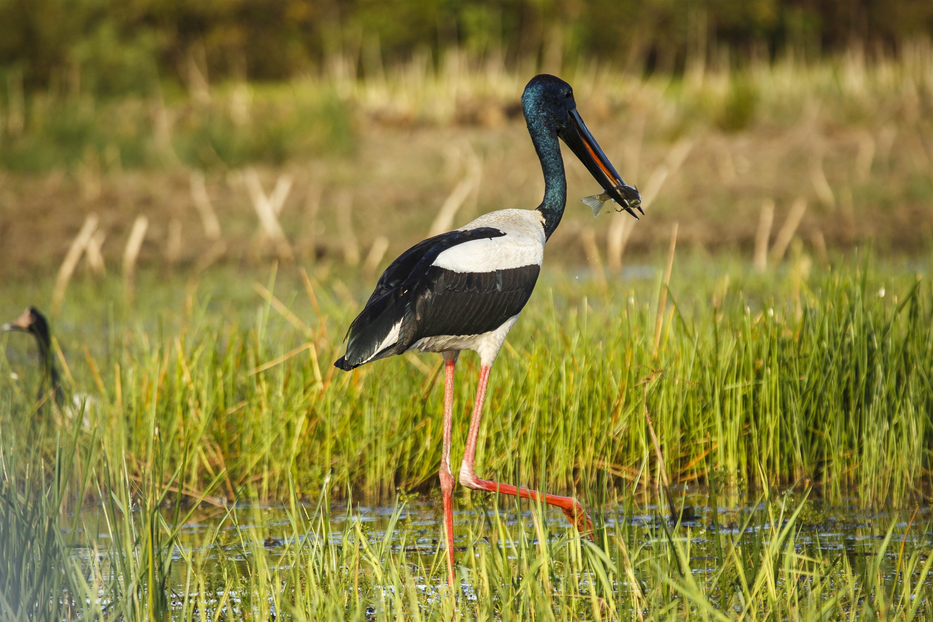 AU - Bamurru Plains - Bird.jpg