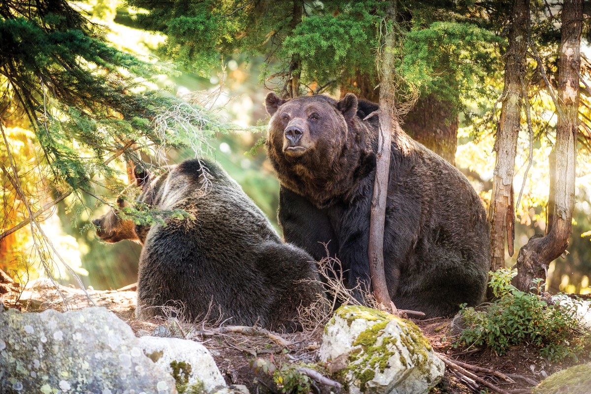CA-Bears in forest.jpg