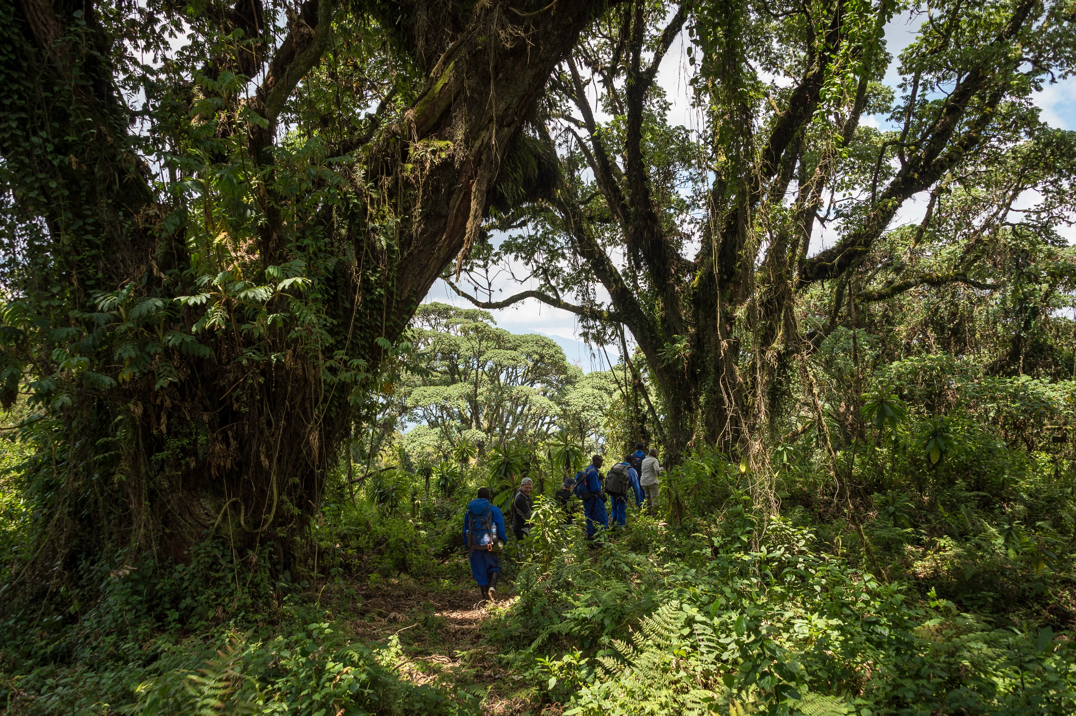 RW-Bisate-Lodge-trail-to-Dian-Fossey's-tomb.webp