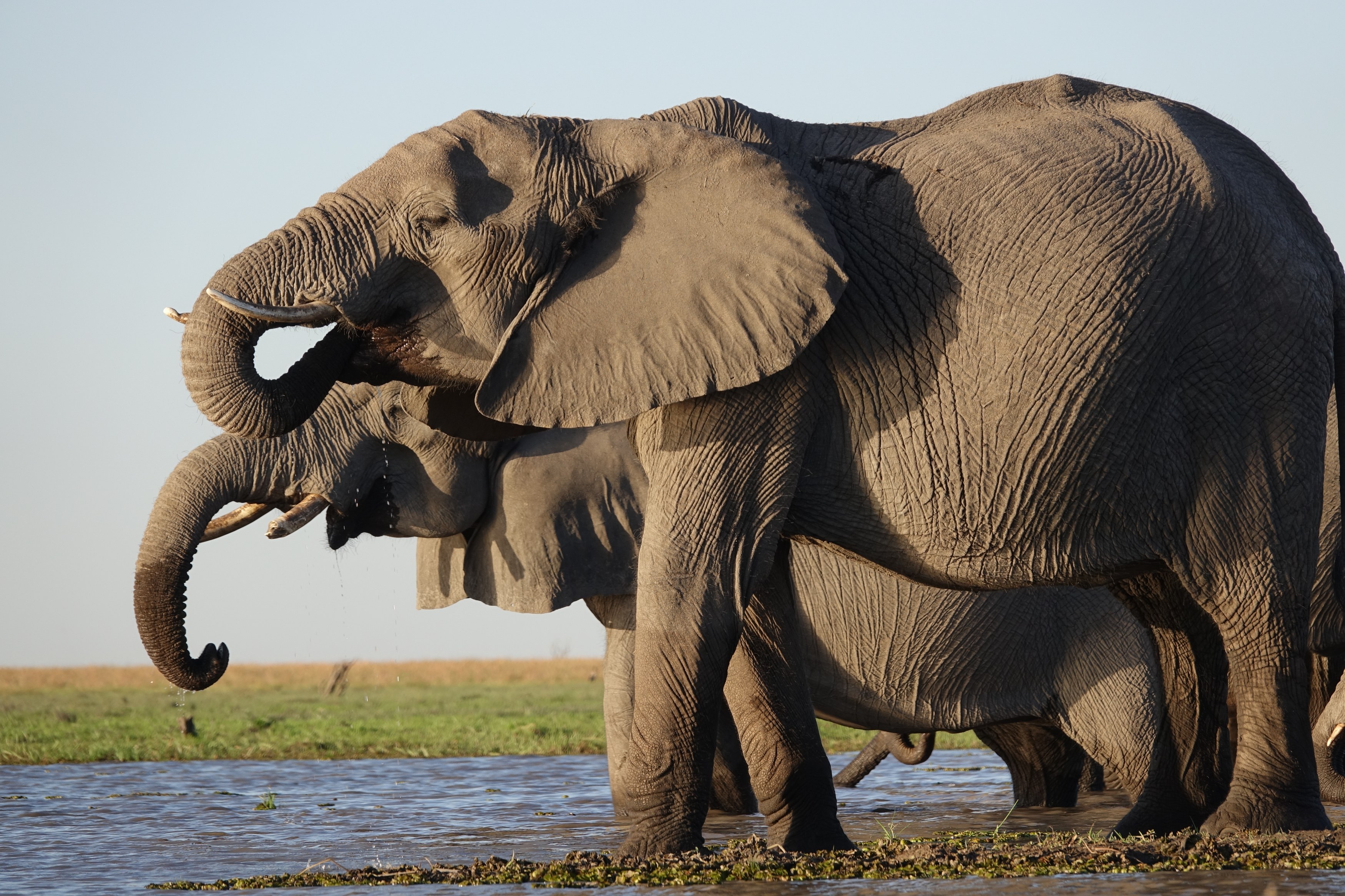 BW - Studiereis Evelyn - Mokete gamedrive - olifanten vanuit de hide - elephant (26).JPG