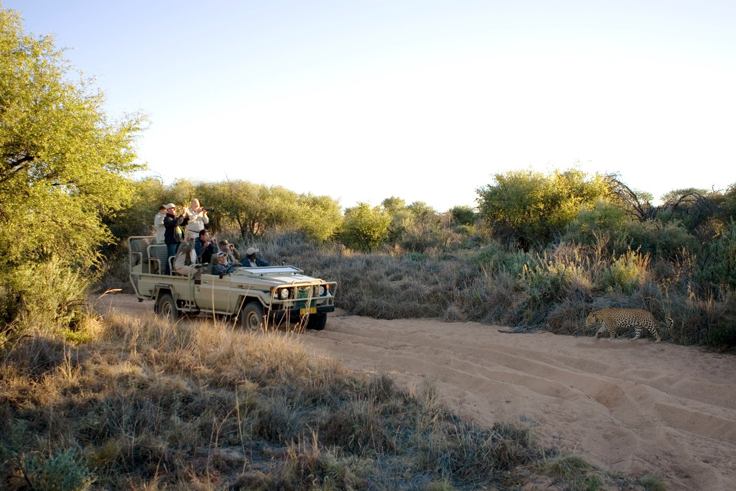NA-Okonjima- Tracking Leopard (5).jpg