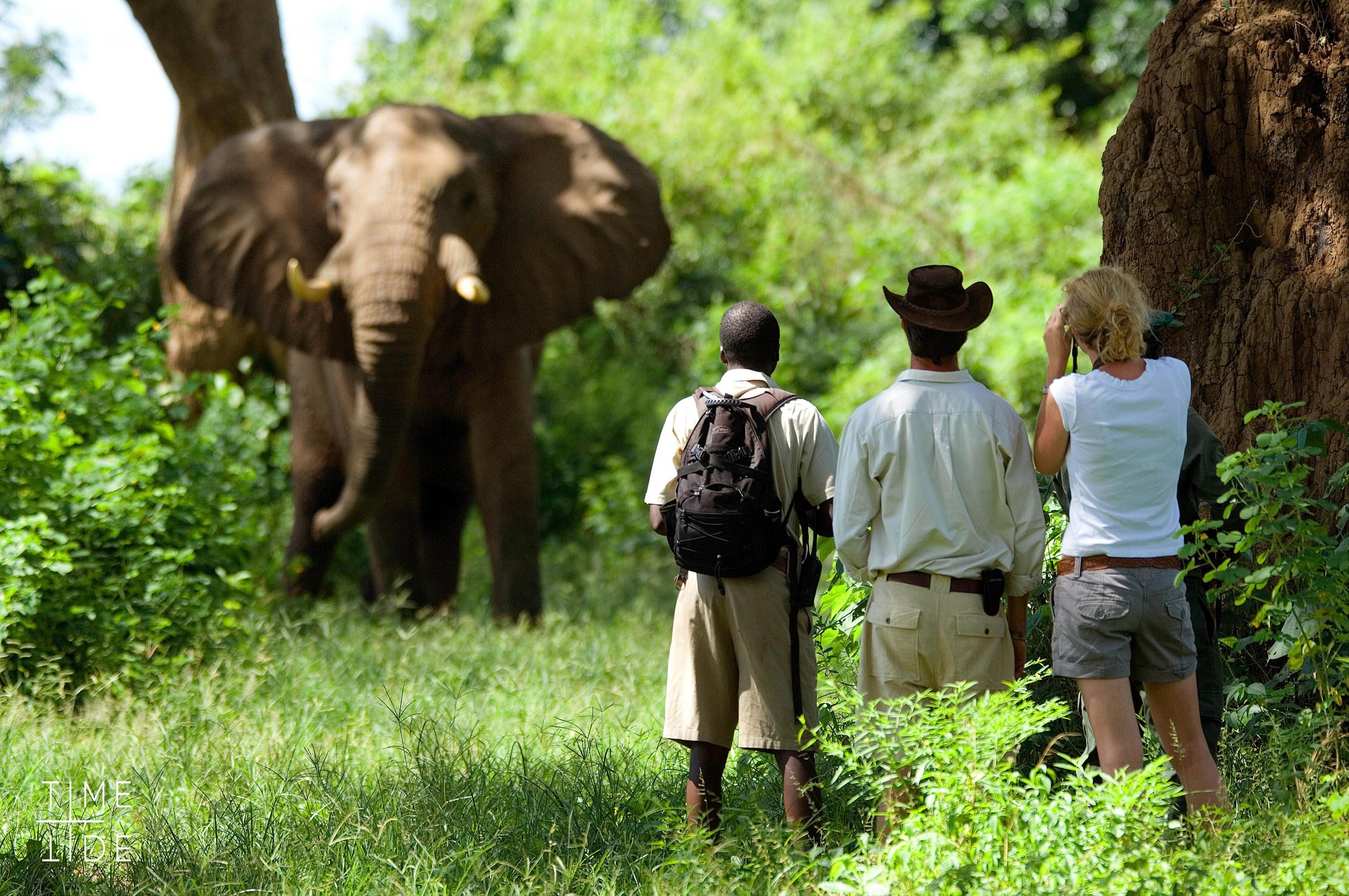 ZM-Chongwe River Camp - walkingsafari.jpg