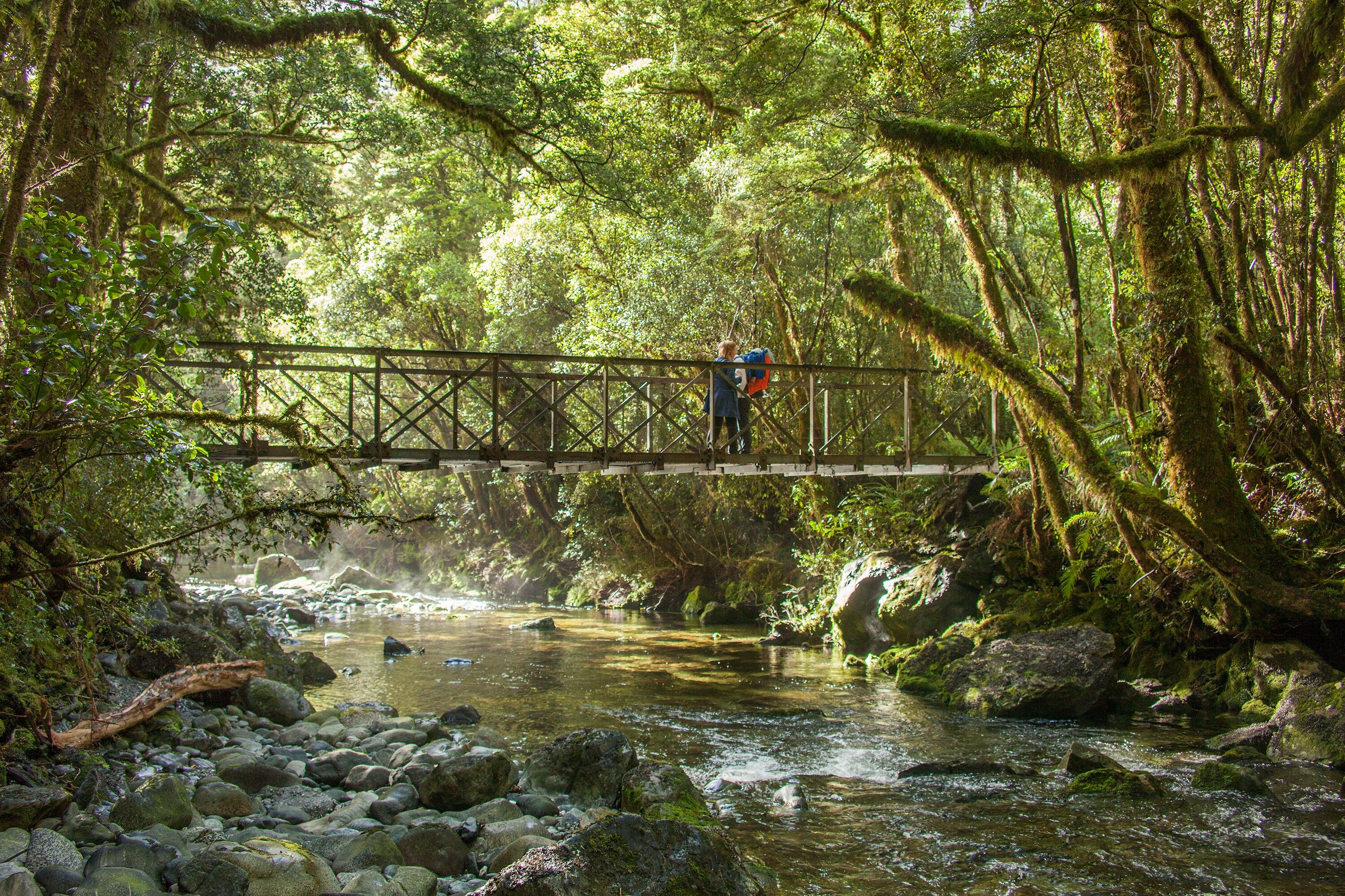 NZ - Fiordland Lodge - Milford track.jpeg