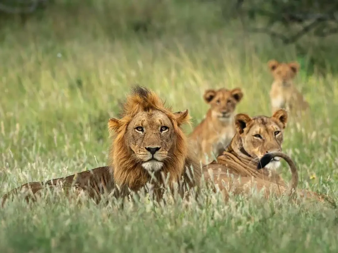 RW-Magashi Camp-lions.webp