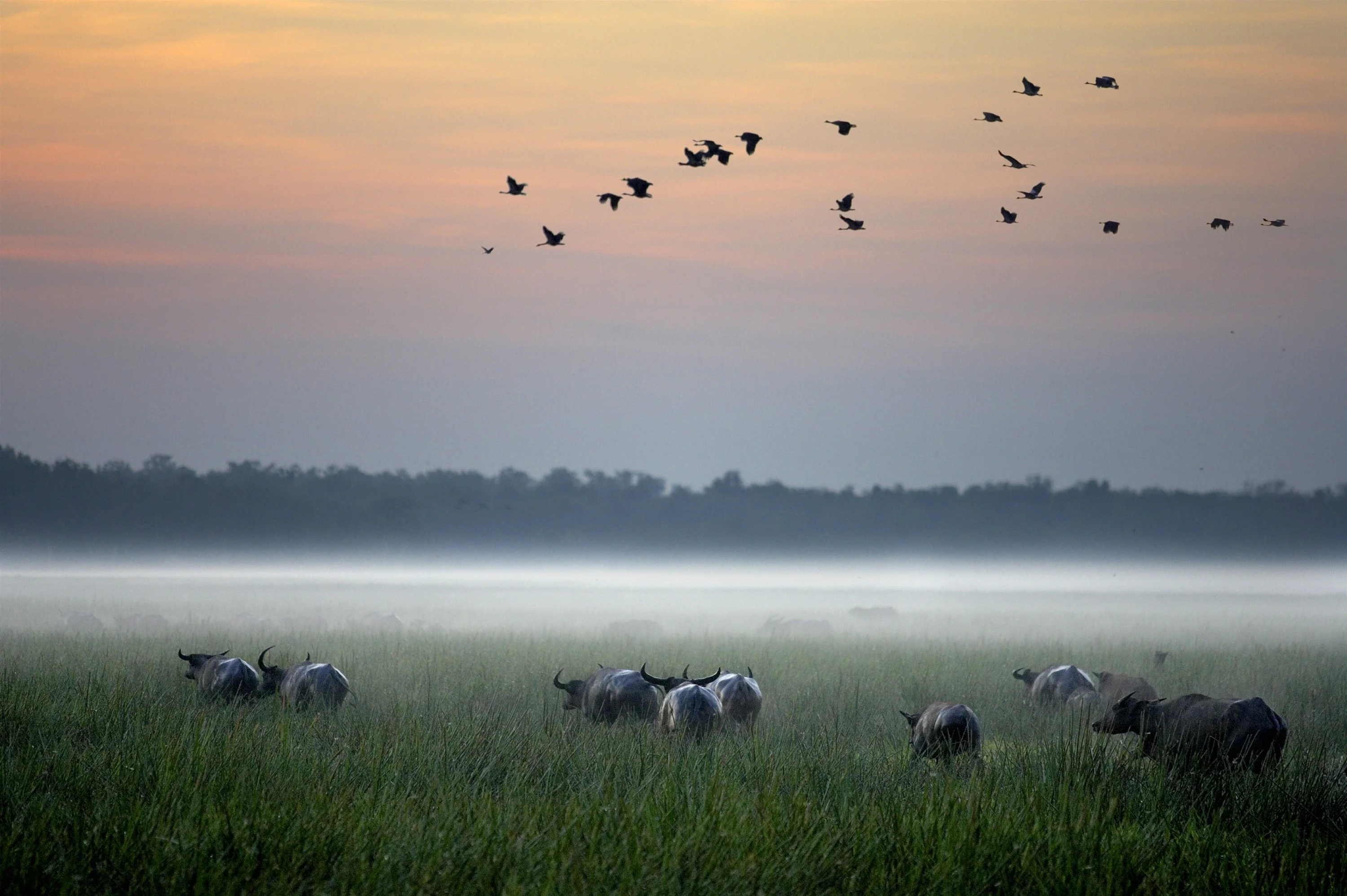 AU - Bamurru Plains - Buffalo Sunrise.webp