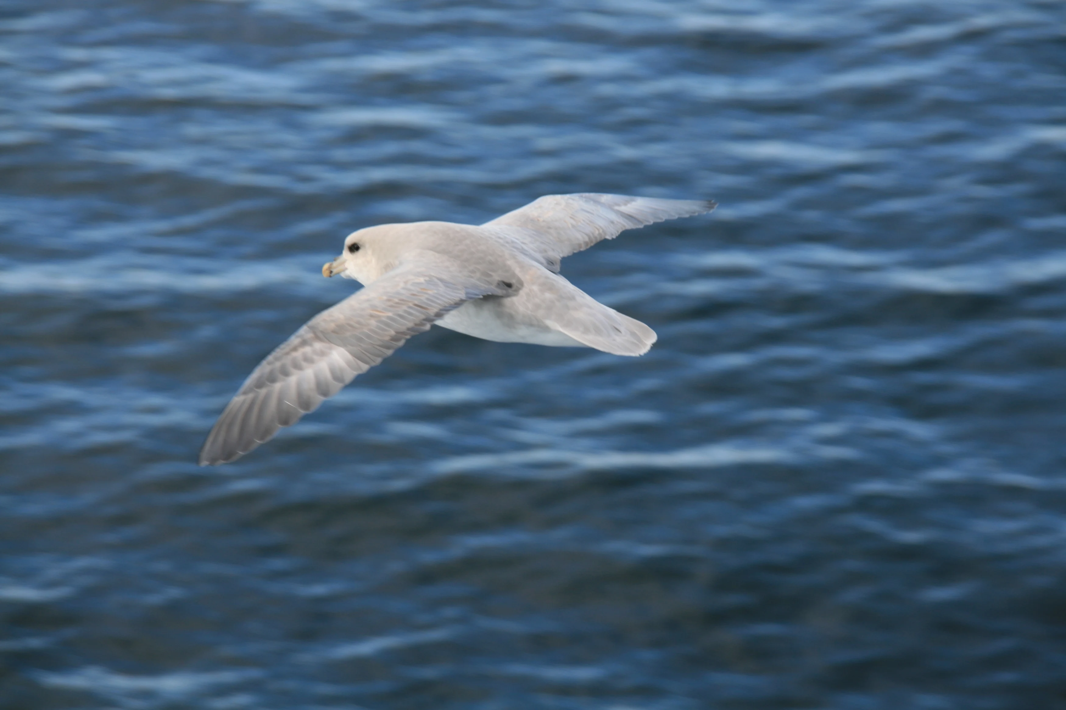 NO - Arctic vogel.webp