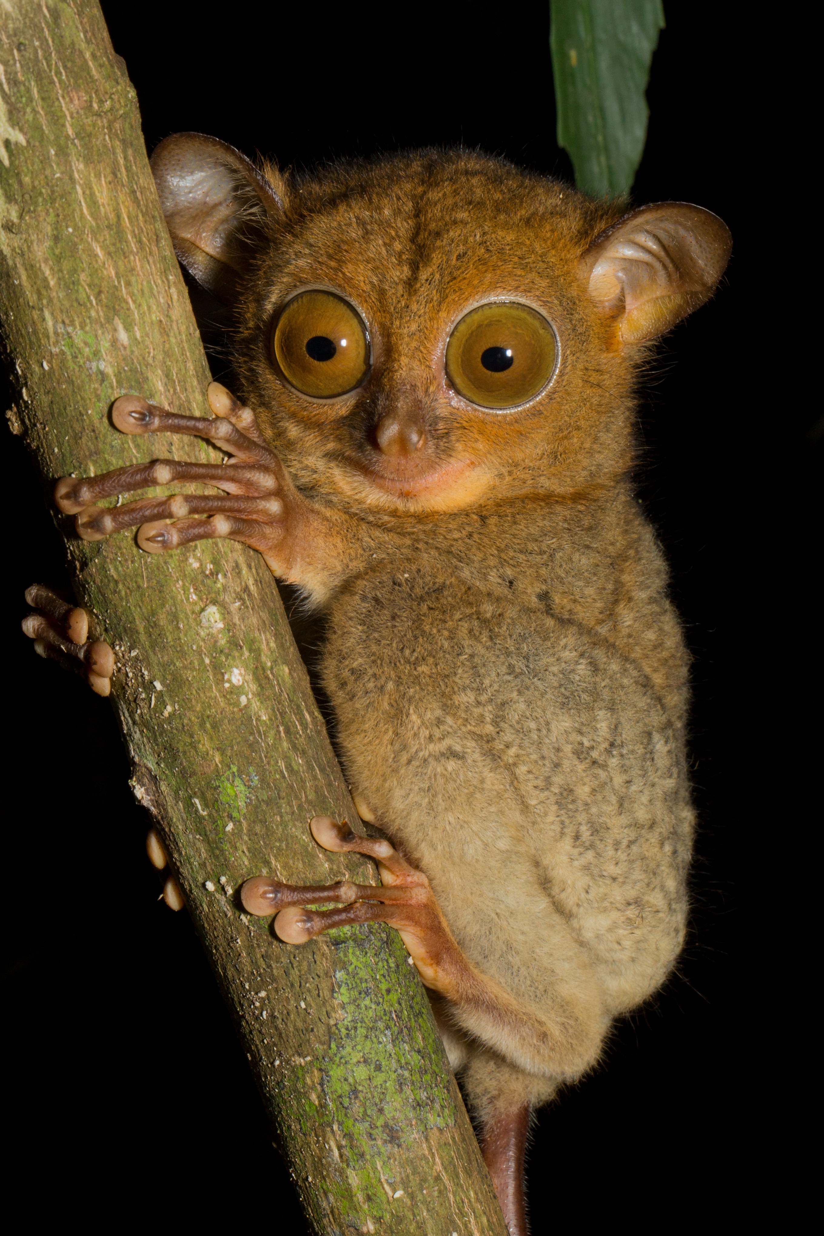 MY-Sabah- Sunda tarsier.jpg
