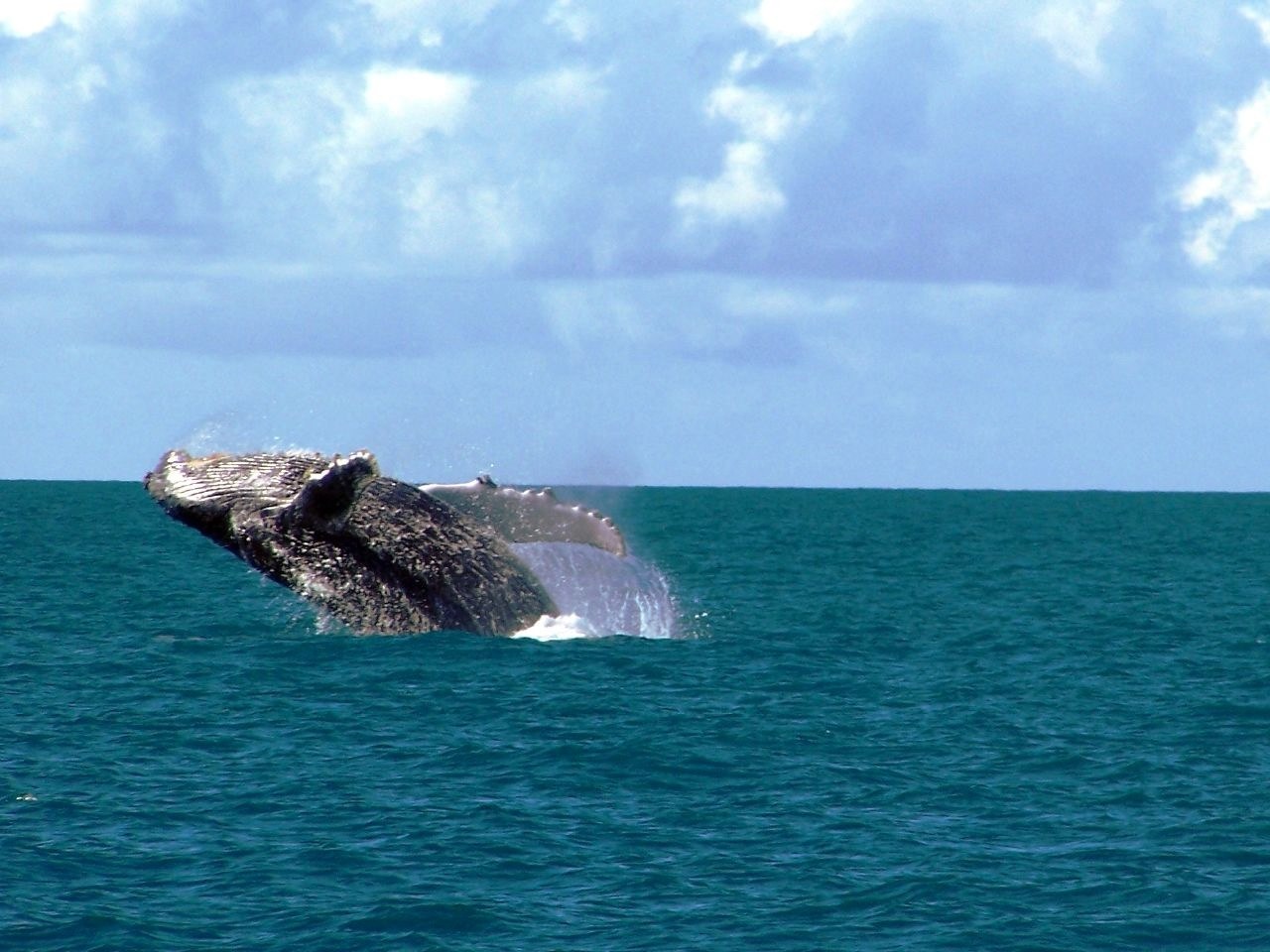 BR_-_Tivoli_Eco_Resort_-_Whale.jpg