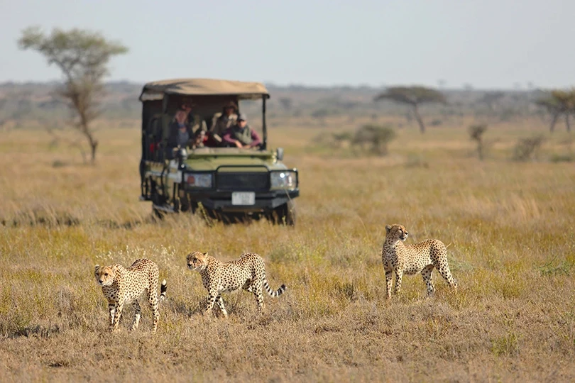 TZ-Namiri Plains-cheetah sighting.webp