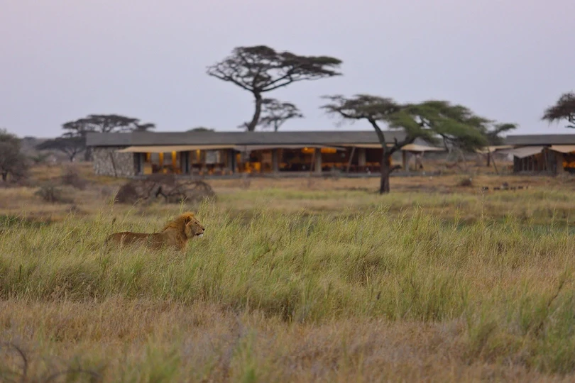 TZ-Namiri Plains-lion in front of main area.webp