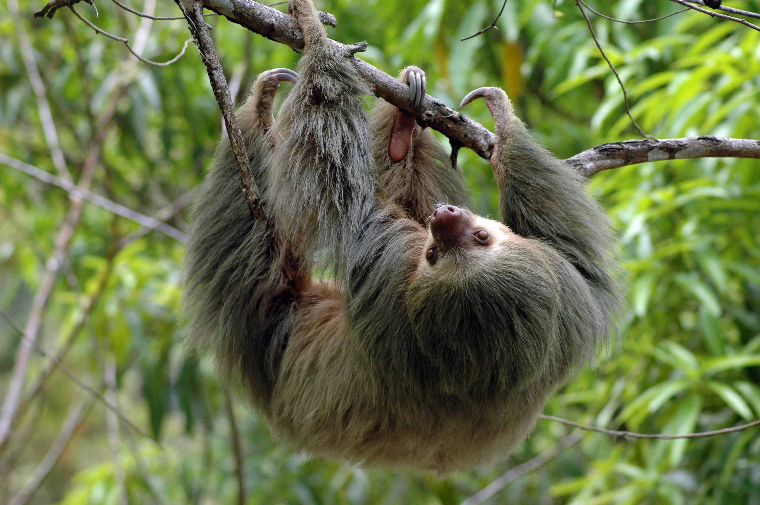 Take as easy as sloths - 1.webp