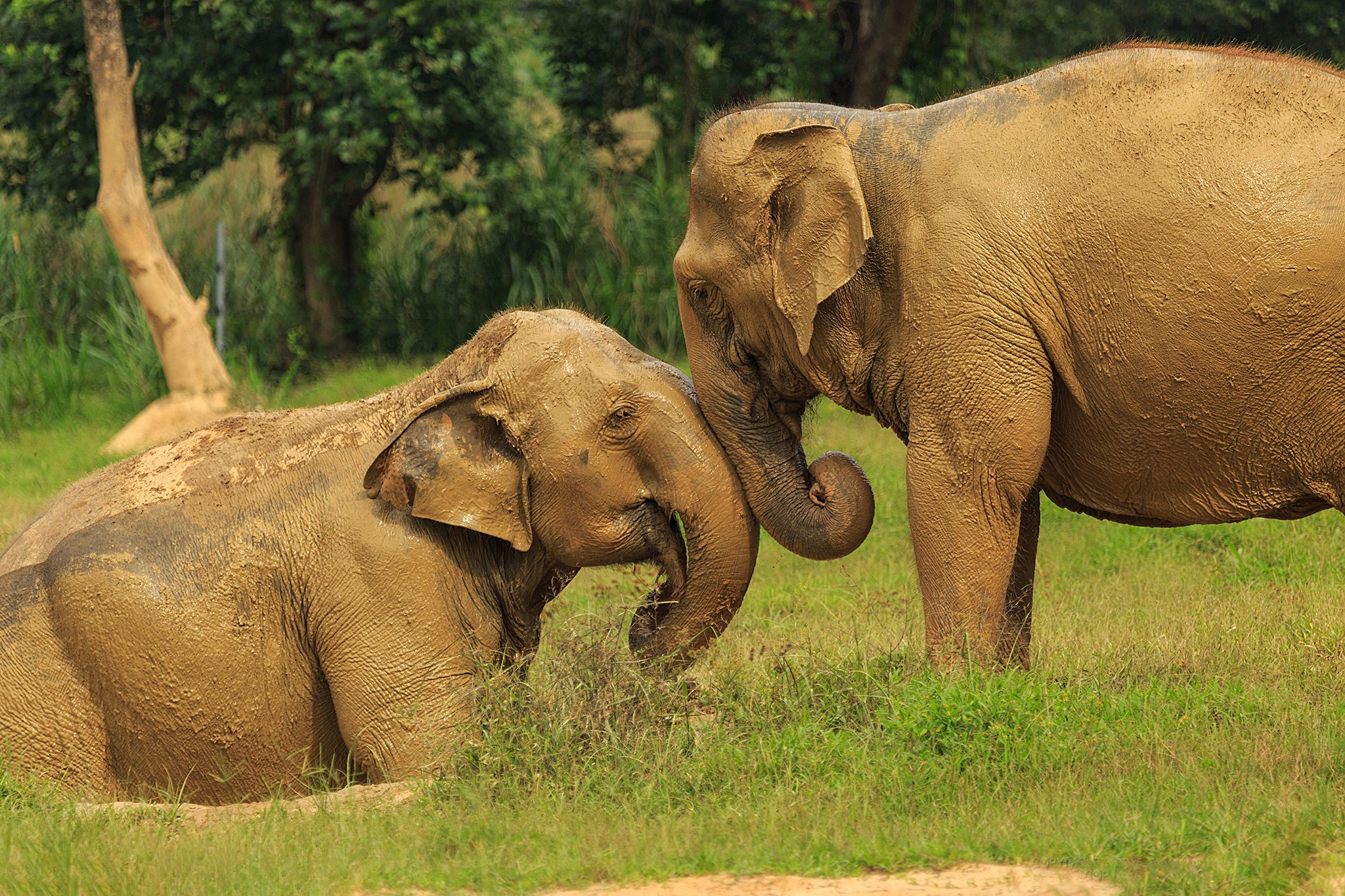 h3 Ethical Elephant Experience at Elephant Hills Luxury Tented Camp Khao Sok National Park Thailand - no Elephant Riding or Trekking.jpg