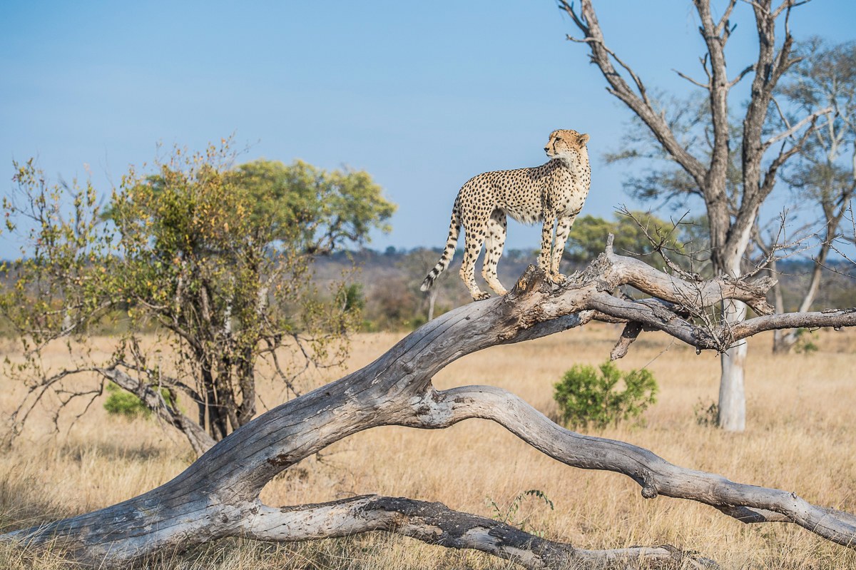 ZA-Sabi Sabi Earth Lodge-cheeta.jpg