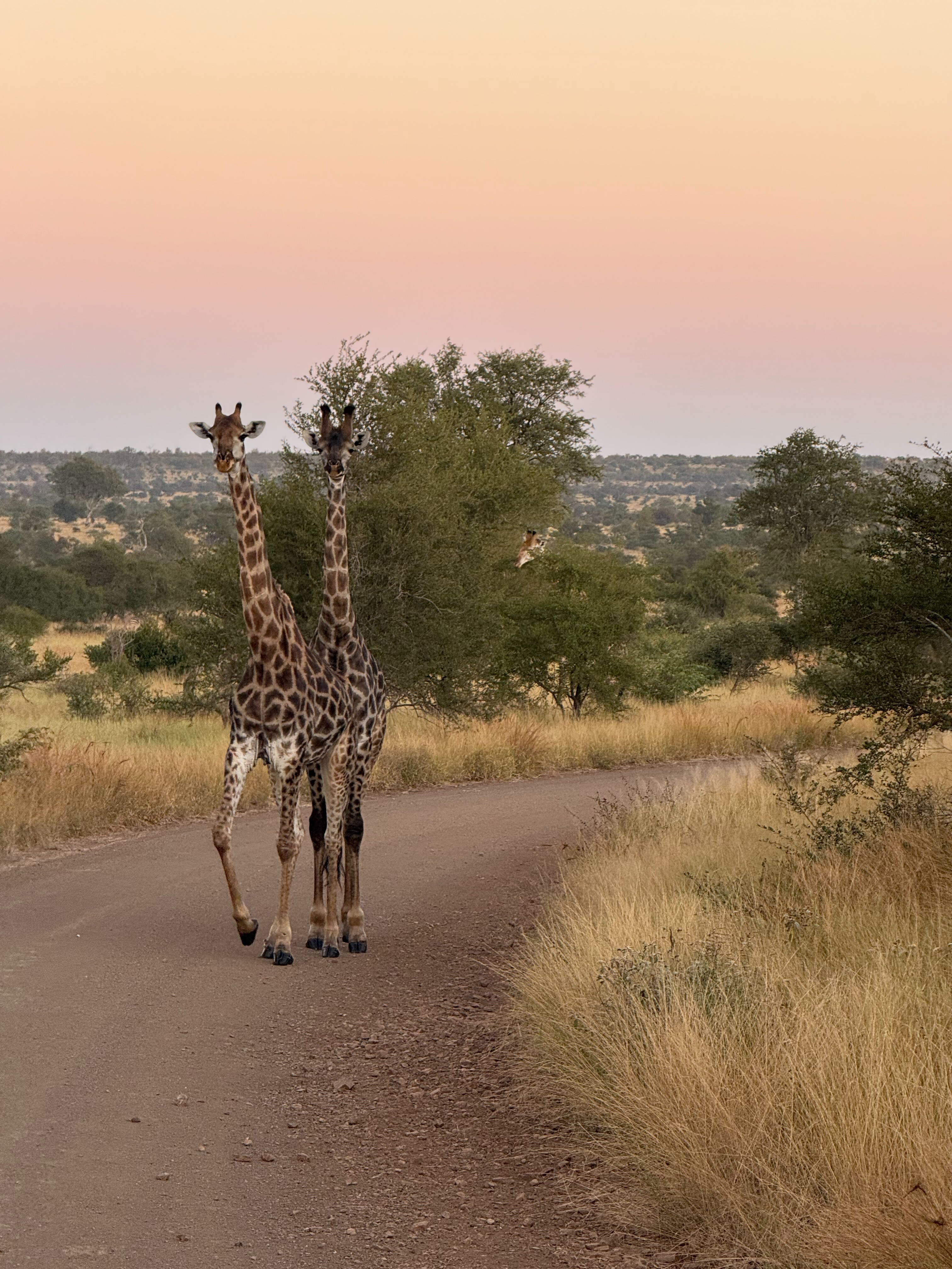 ZA-Singita Lebombo-Studiereis Annegiene en Evelien 2025 (36).jpg