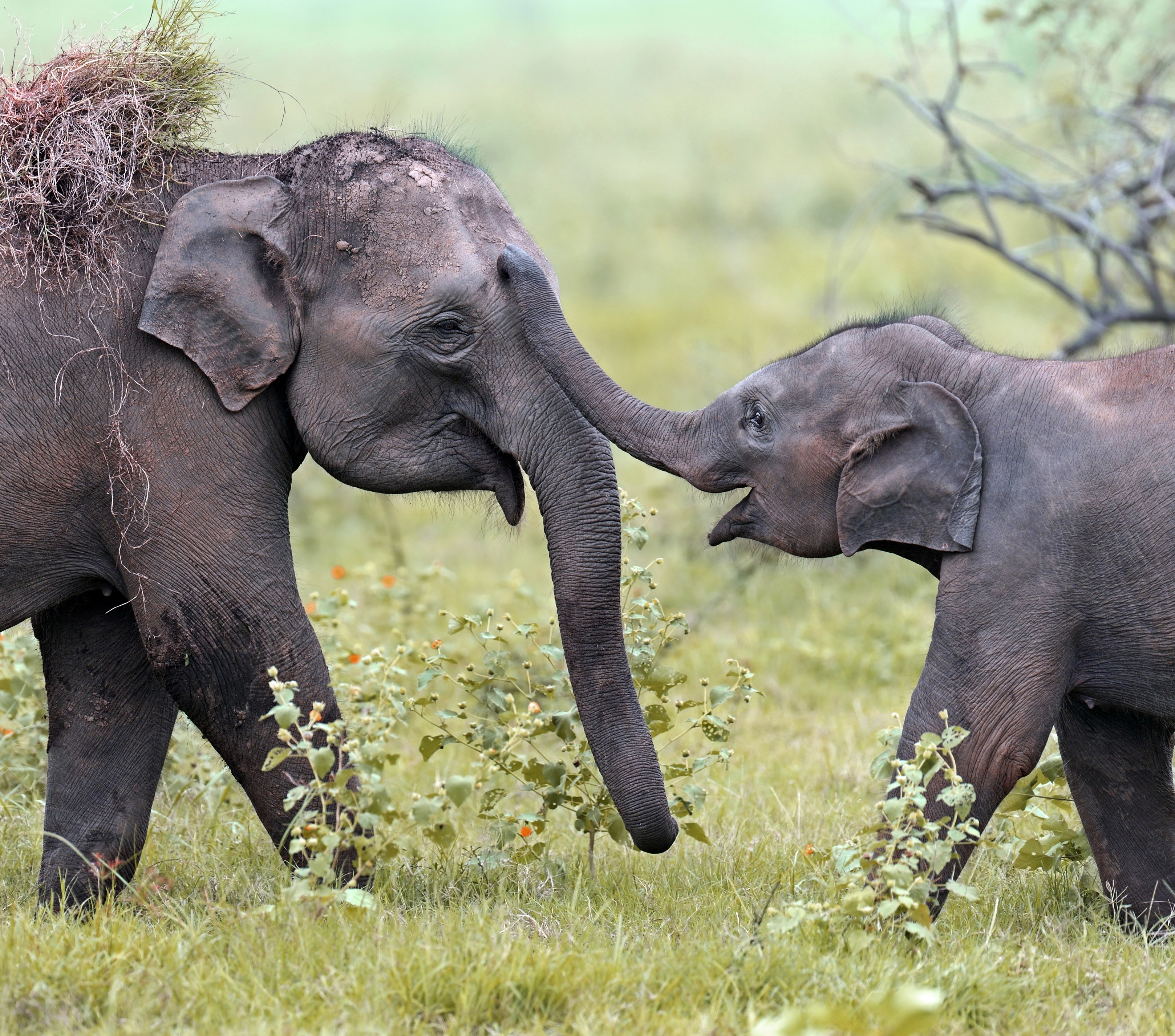 LK - Algemeen - elephants (3).jpg