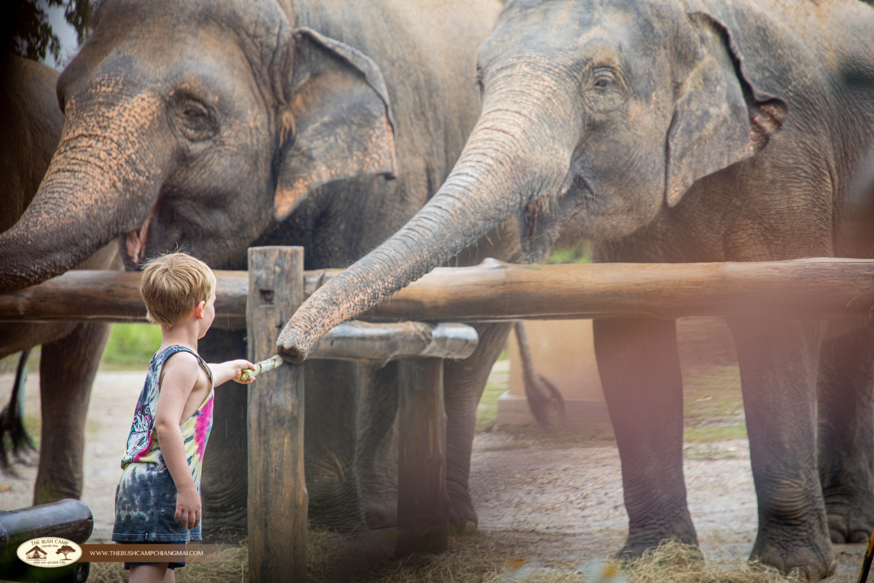 TH- The bush camp Chiang Mai - Elephant Experience(9).jpg