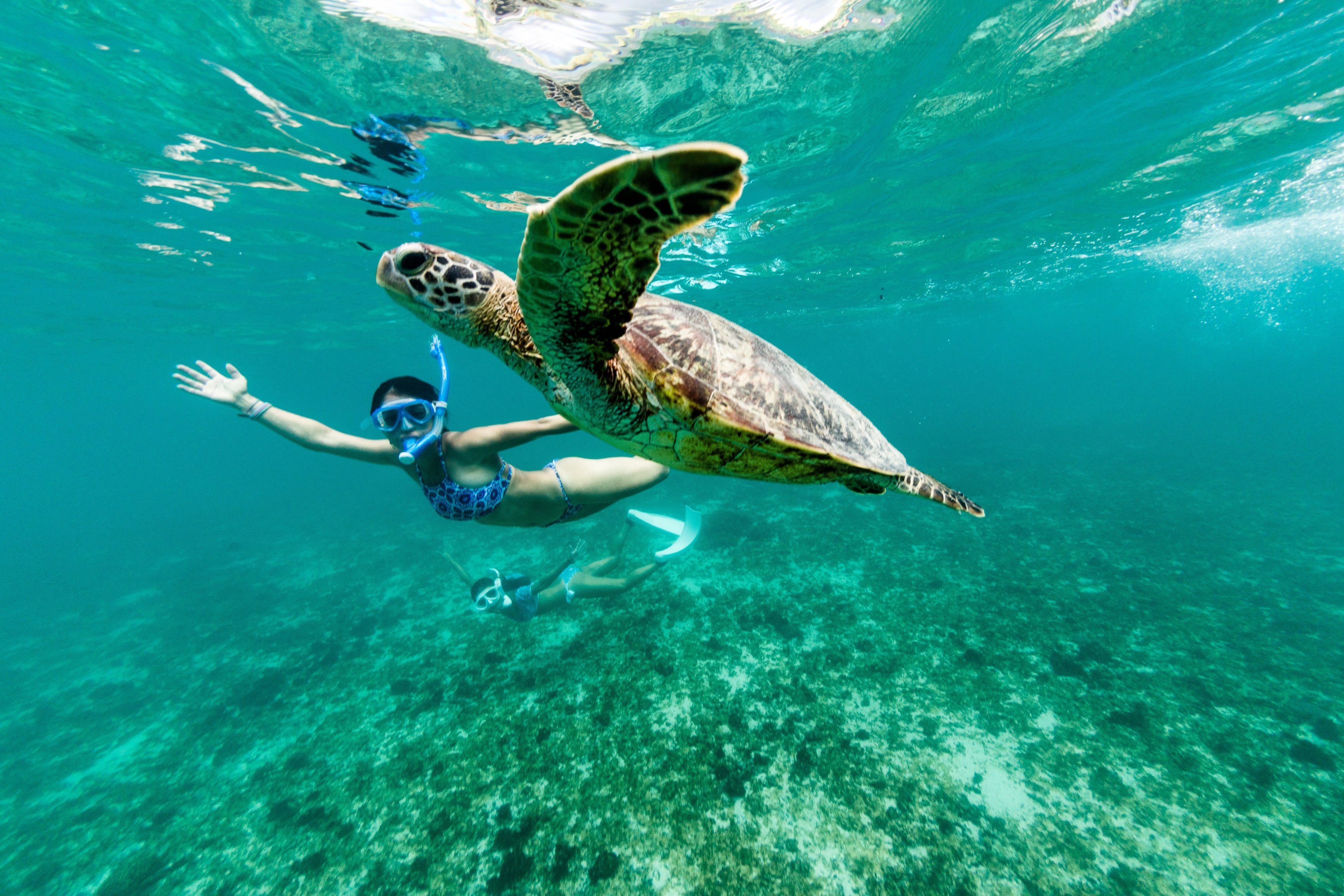 EC-Galapagos-Snorkelen met schildpad.jpg