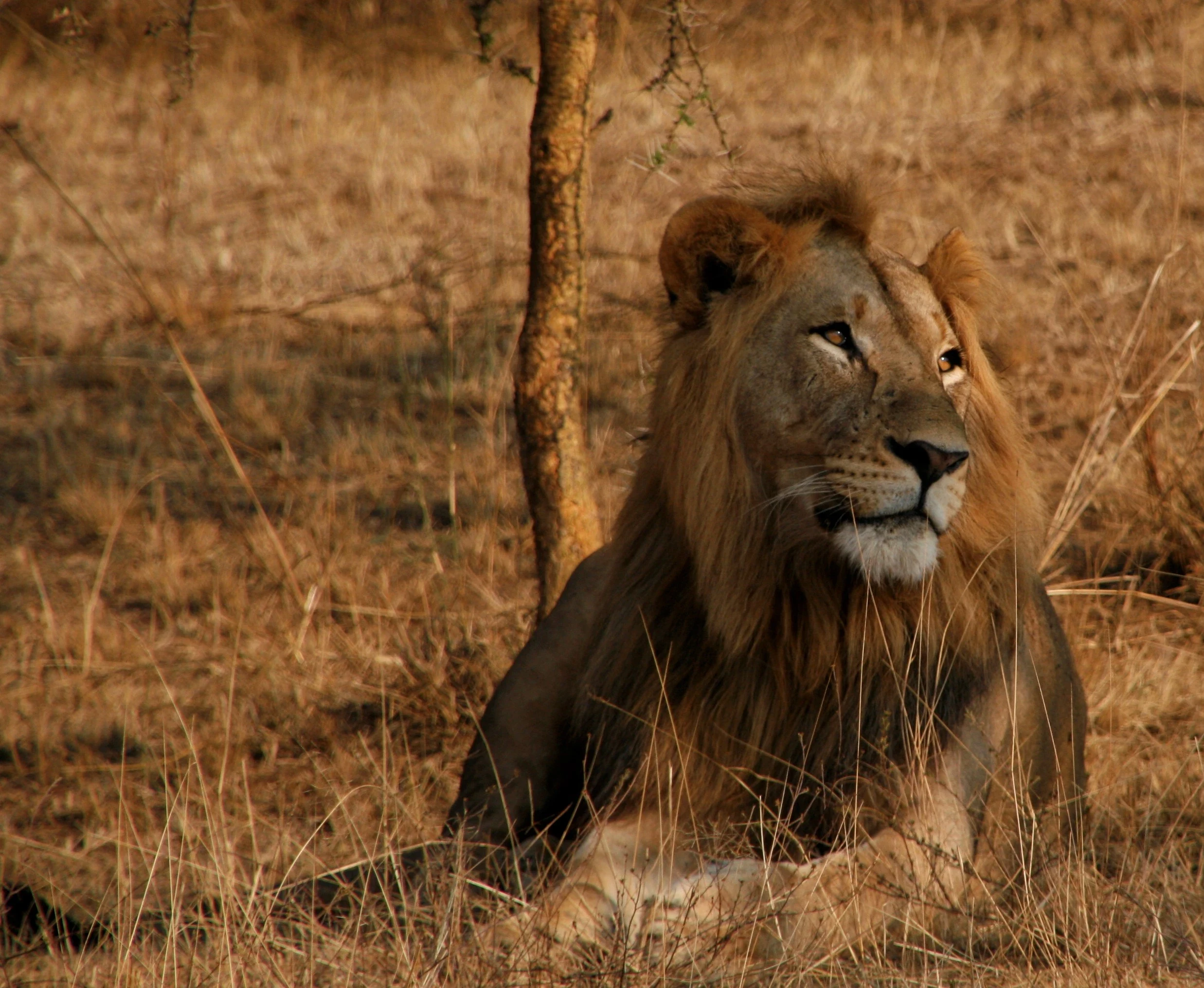 RW - Akagera - lion.webp
