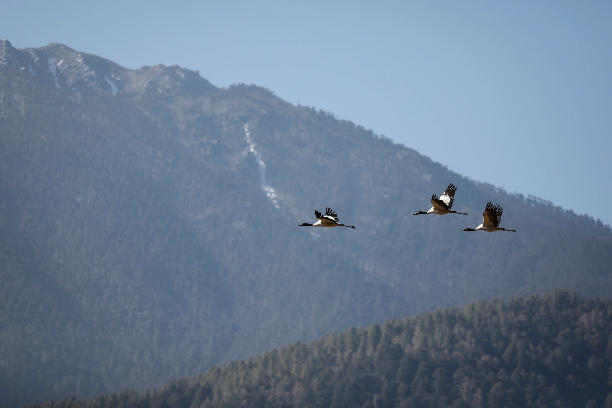 BT - Amankora Gangtey - Black Cranes Phobjikha.webp