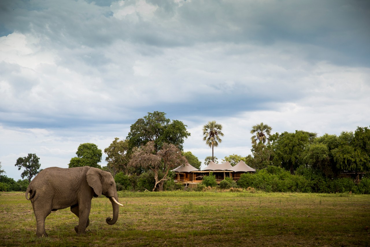 BW - Mombo Camp - Elephant by camp (1).jpg