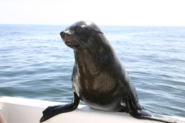 Seals coming on board.jpg