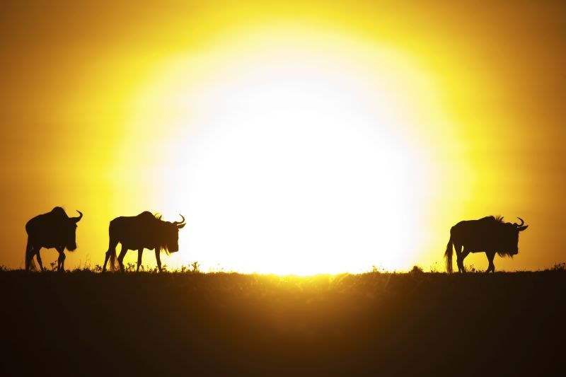 KE-Mara Plains Camp-wildebeest at sunset.jpg